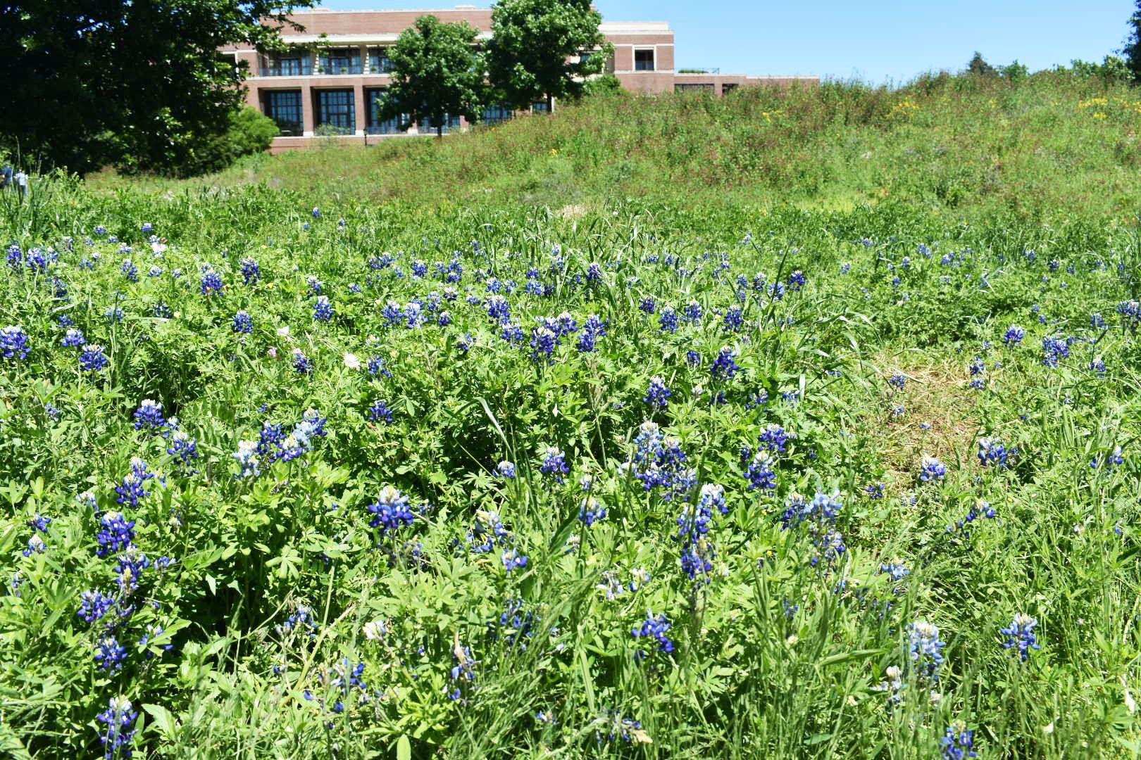 Several bluebonnets in an area of tall, green grass outside of the President George Bush Library in Dallas.