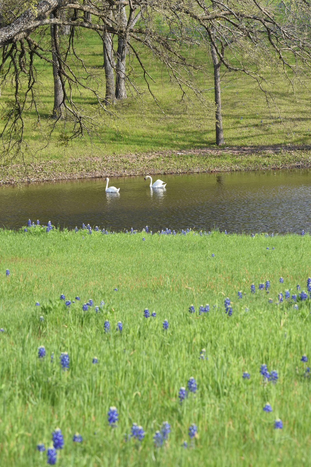 Some bluebonnets in a field with a pond in the background. Two swams are swimming in the pond.