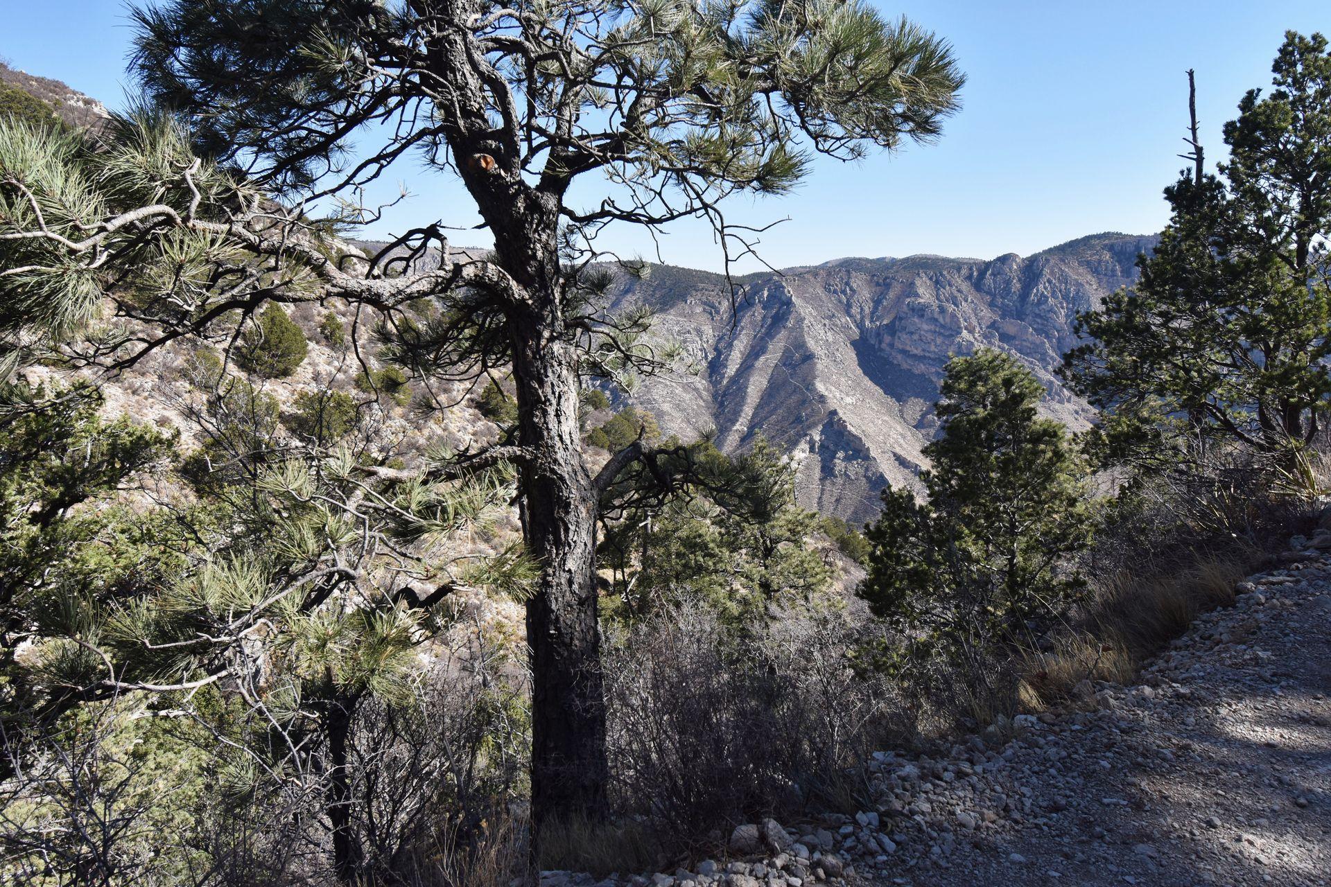 Looking at a forested section of the Guadalupe Peak trail. There is a view of mountains in the background.