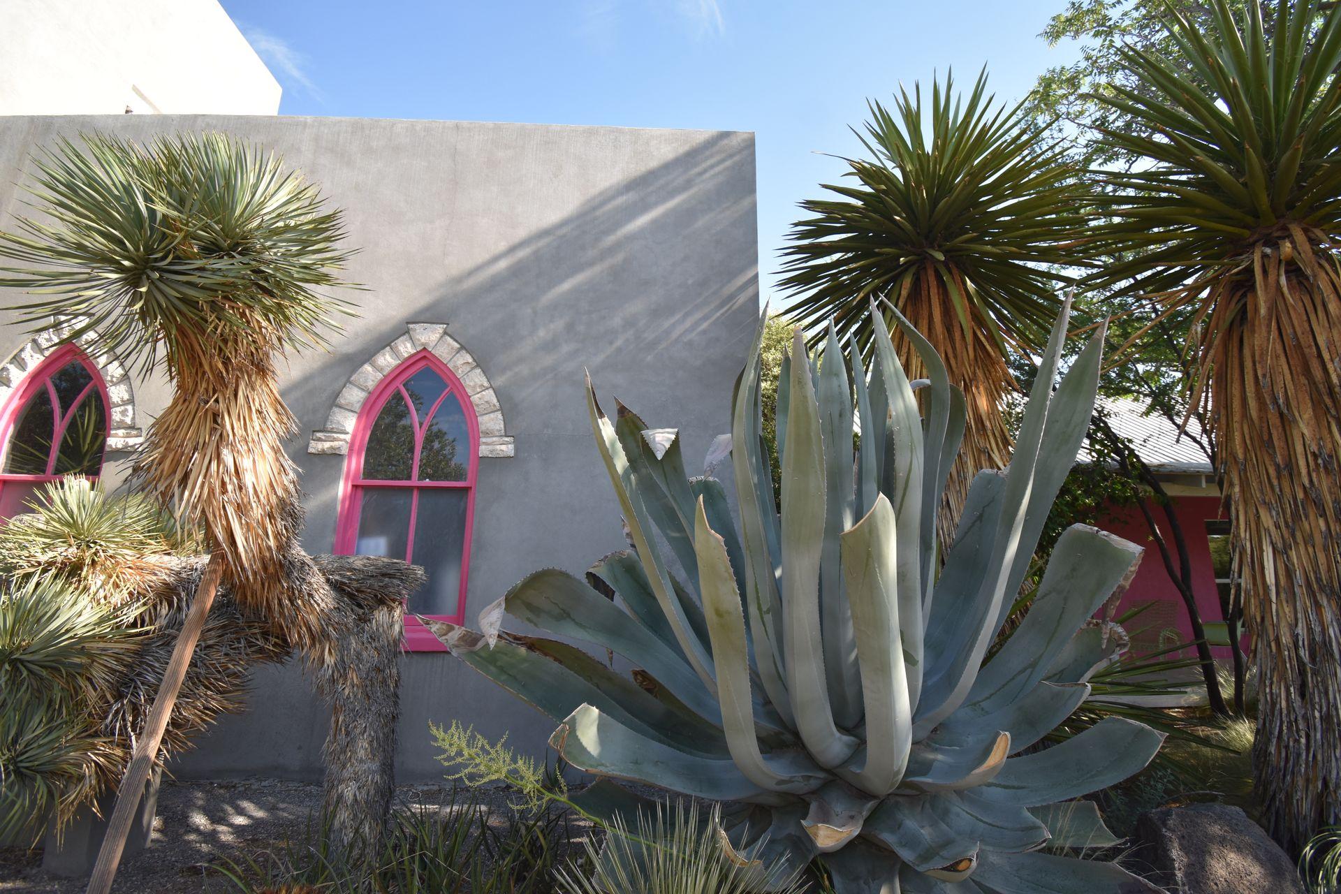 A gray store with a pink window. There is a large cactus and some palm trees in front of the building.