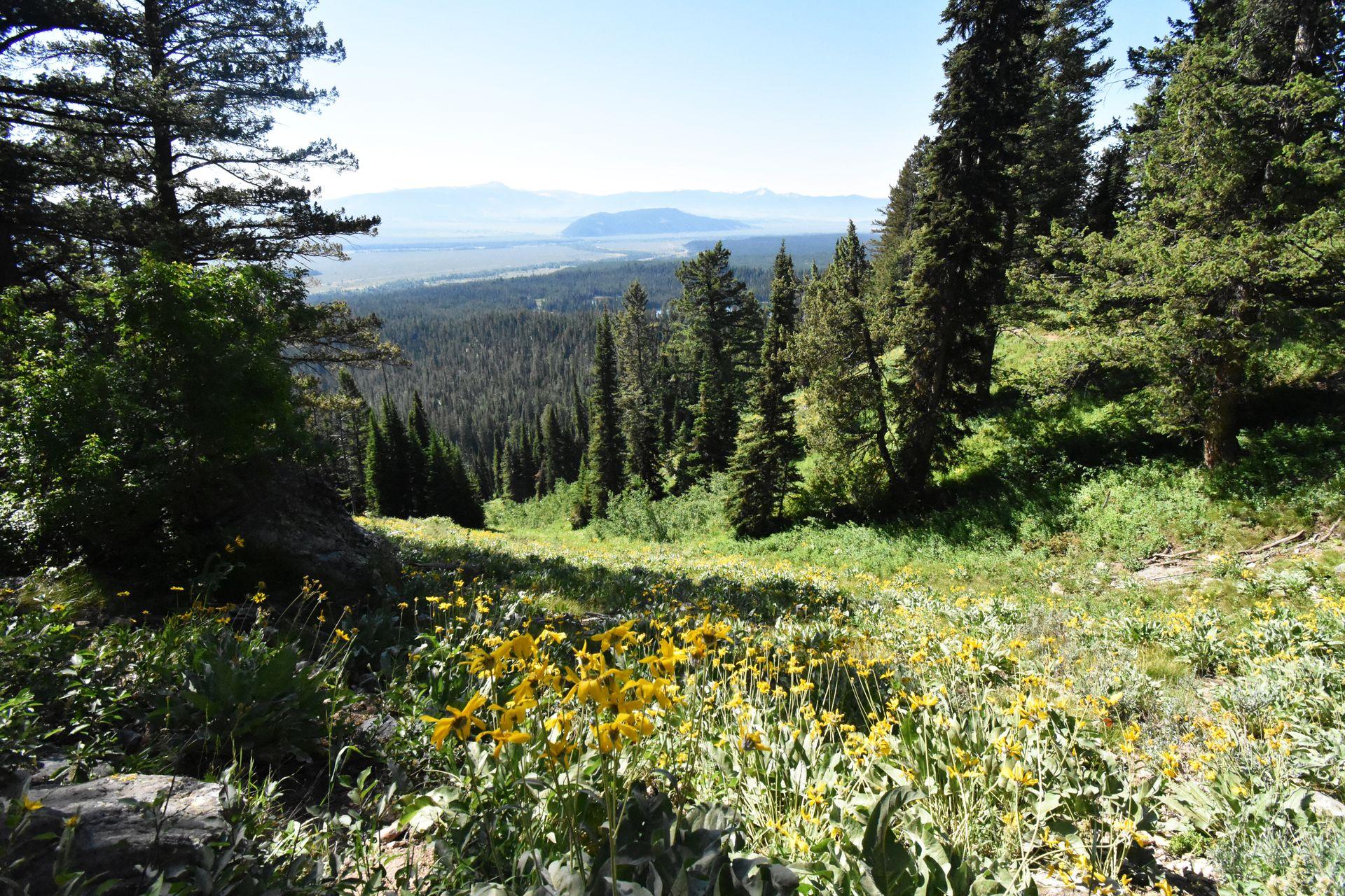A view of wildflowers, pine trees and the valley in the distance from the hike to Delta Lake.