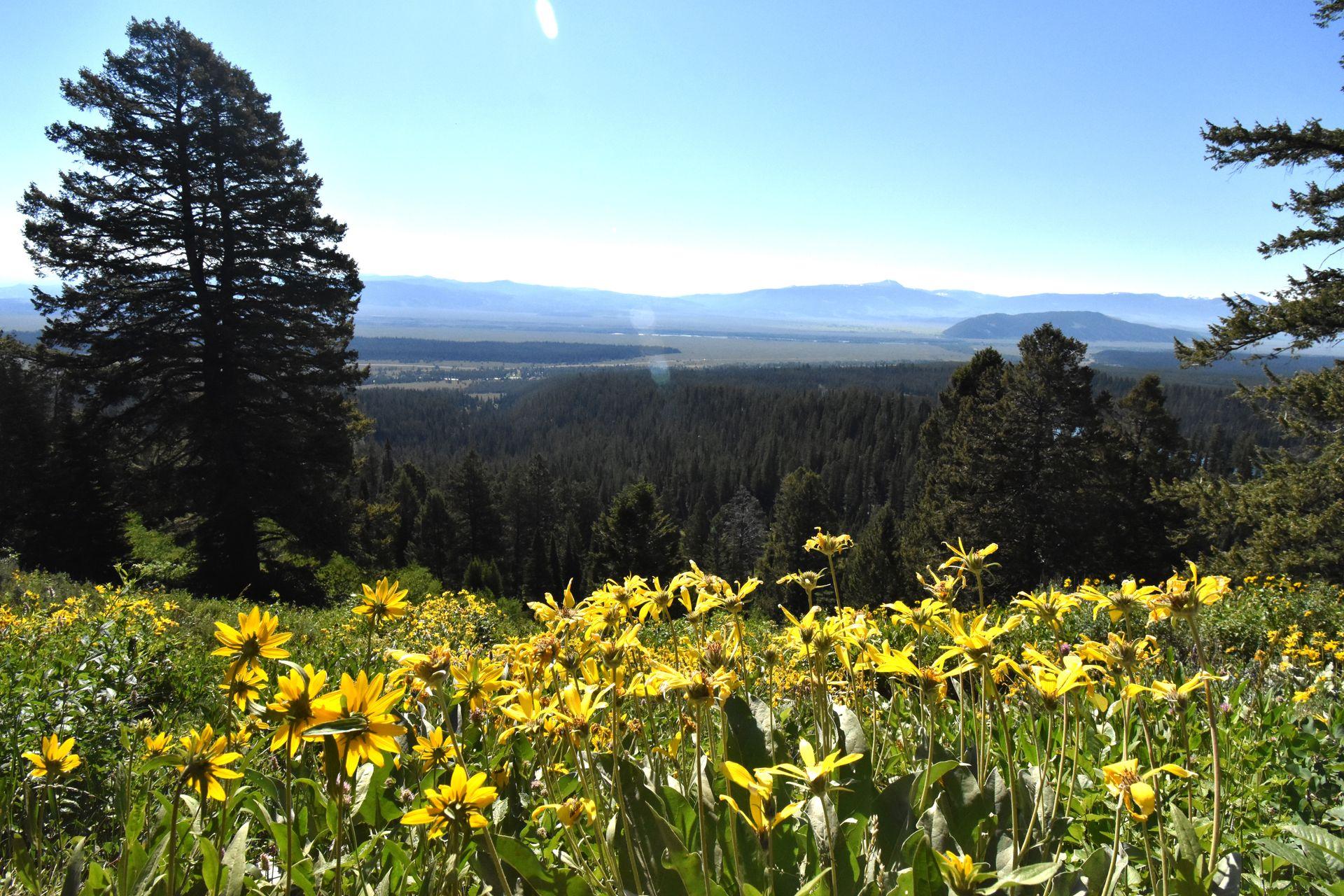 A close up view of yellow wildflowers with a view of a valley in the distance.