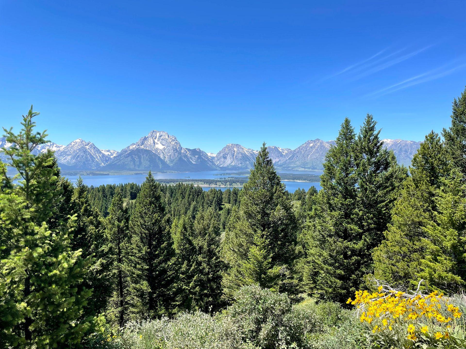 A forest full of pine trees in the foreground. In the distance, there is a lake and the Grand Teton mountains in the background.