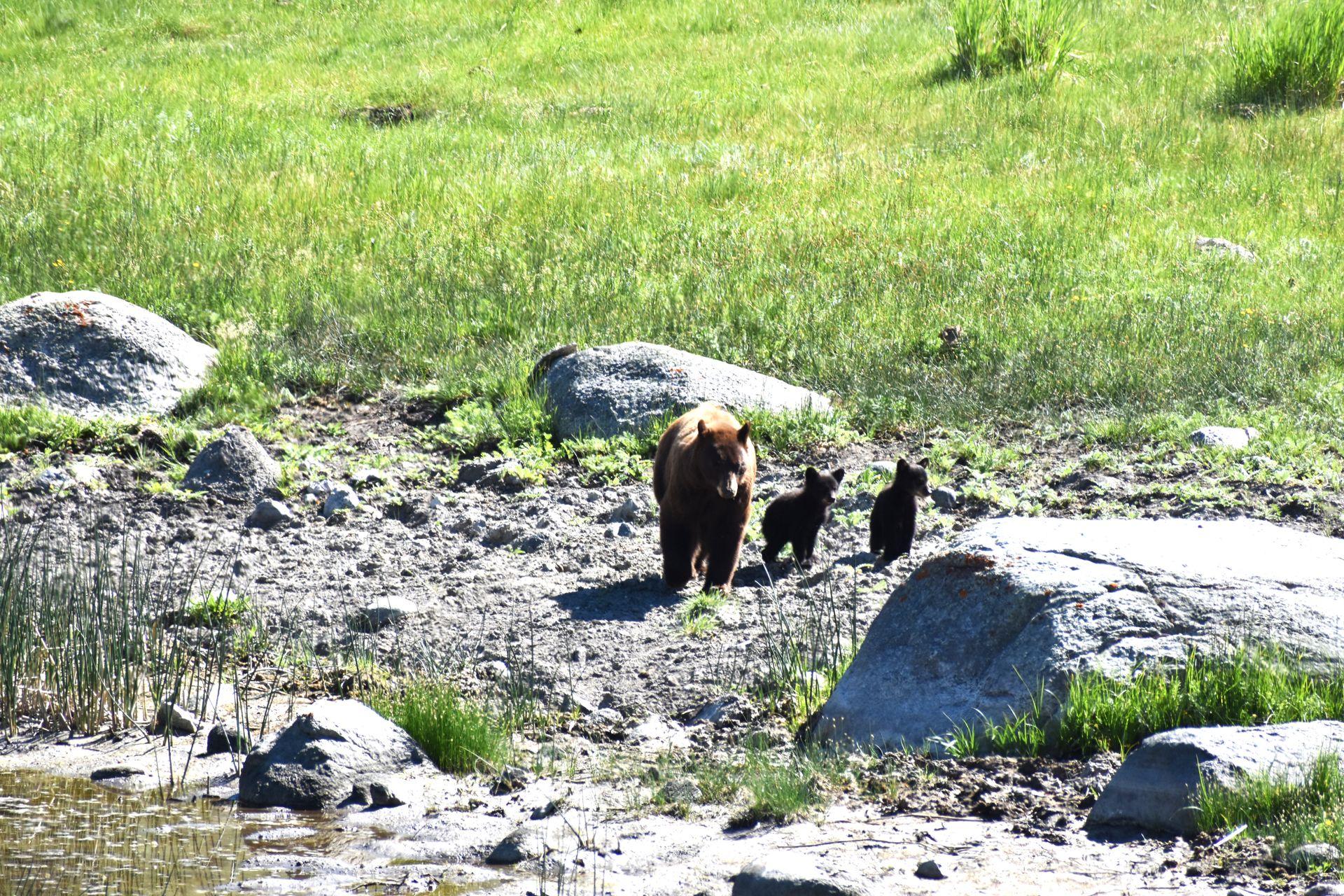 A mama bear with two babies walking next to her in Yellowstone.
