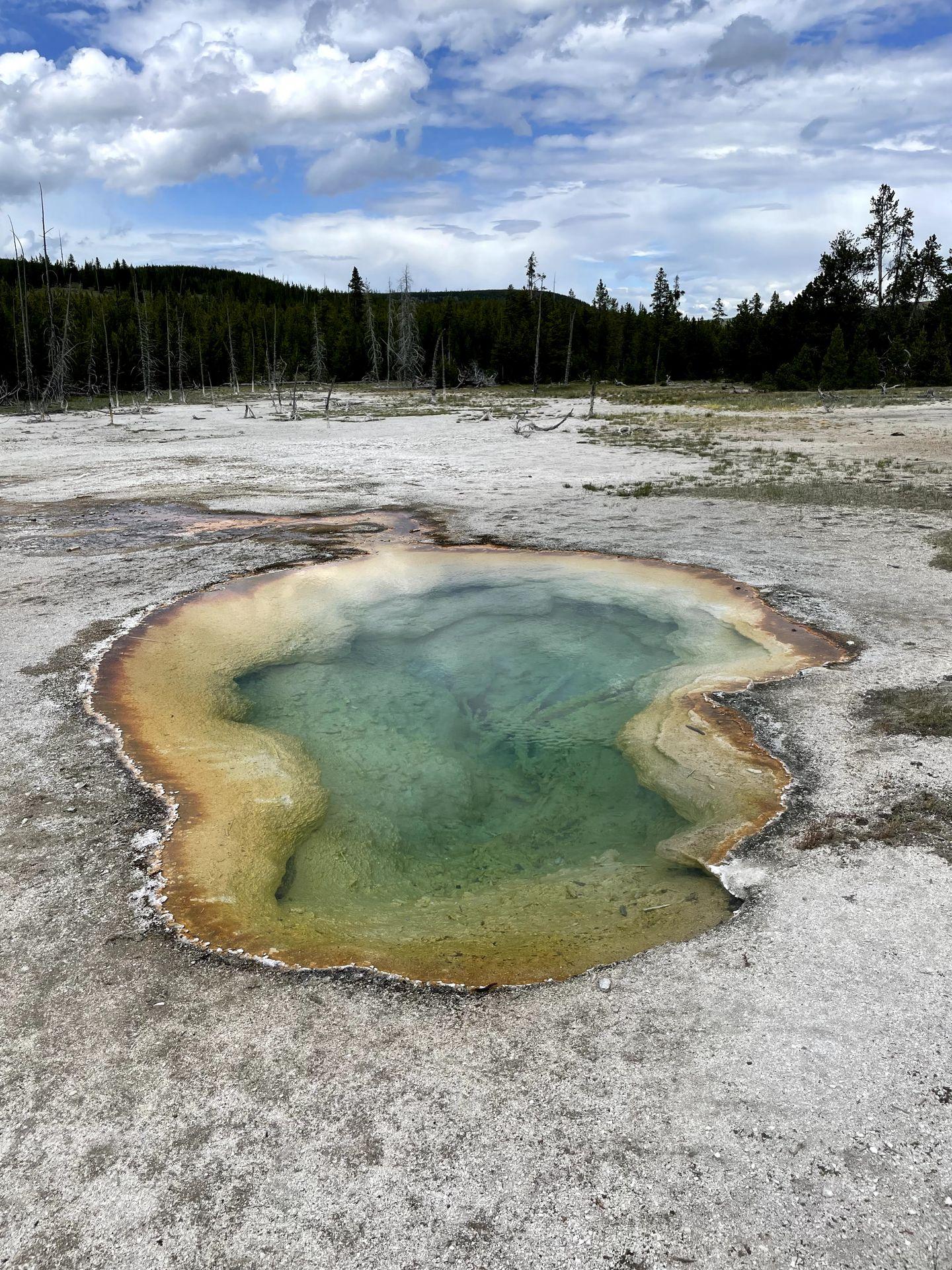 A green and yellow hot spring in the Biscuit Basin area of Yellowstone.