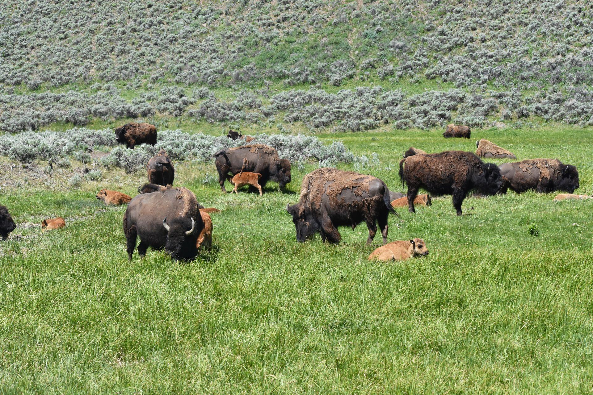 Several bison and bison babies in Lamar Valley.
