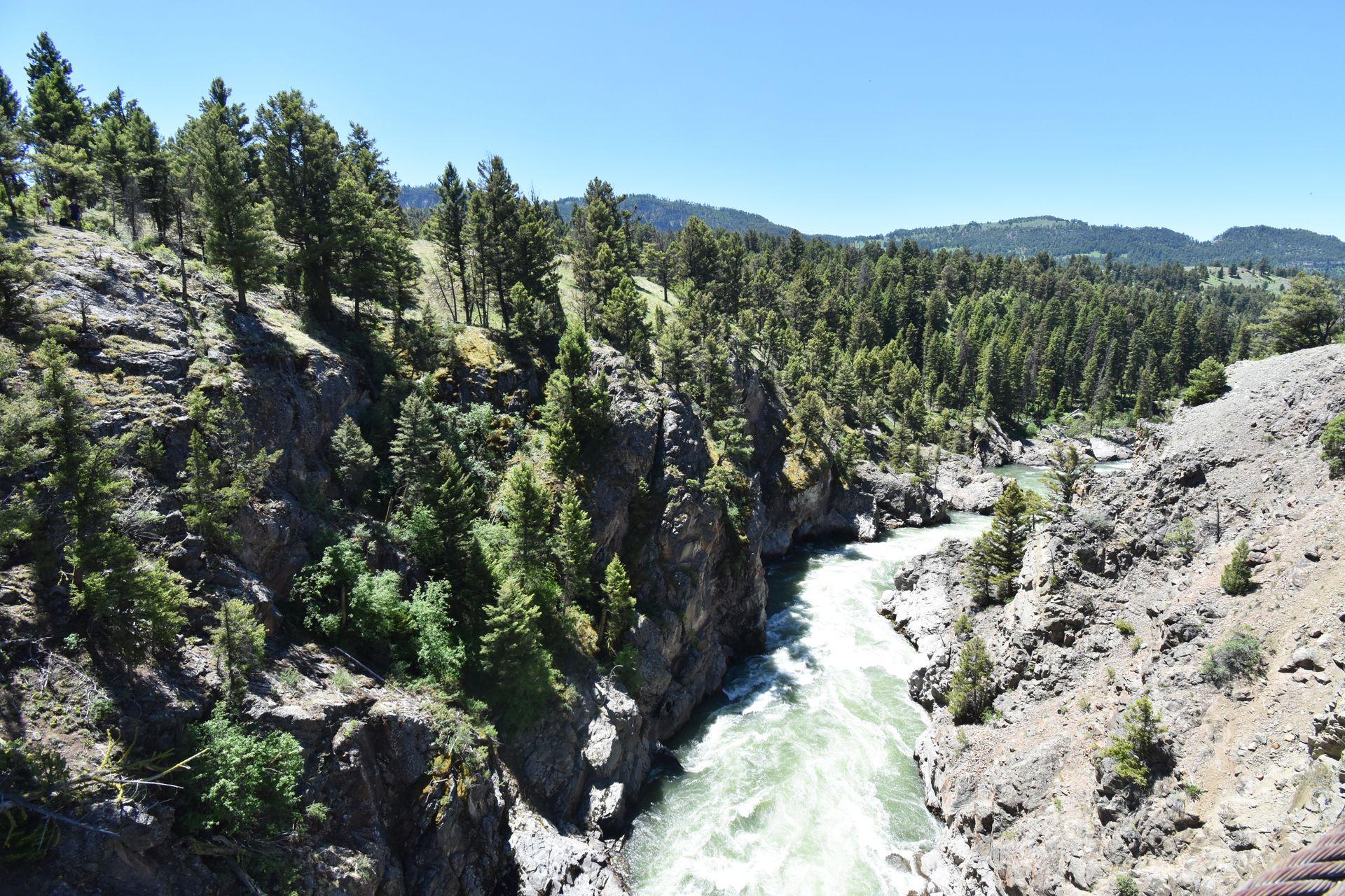 Looking down at the Hellroaring River, which is flowing with white rapids. There are several pine trees on the shore.