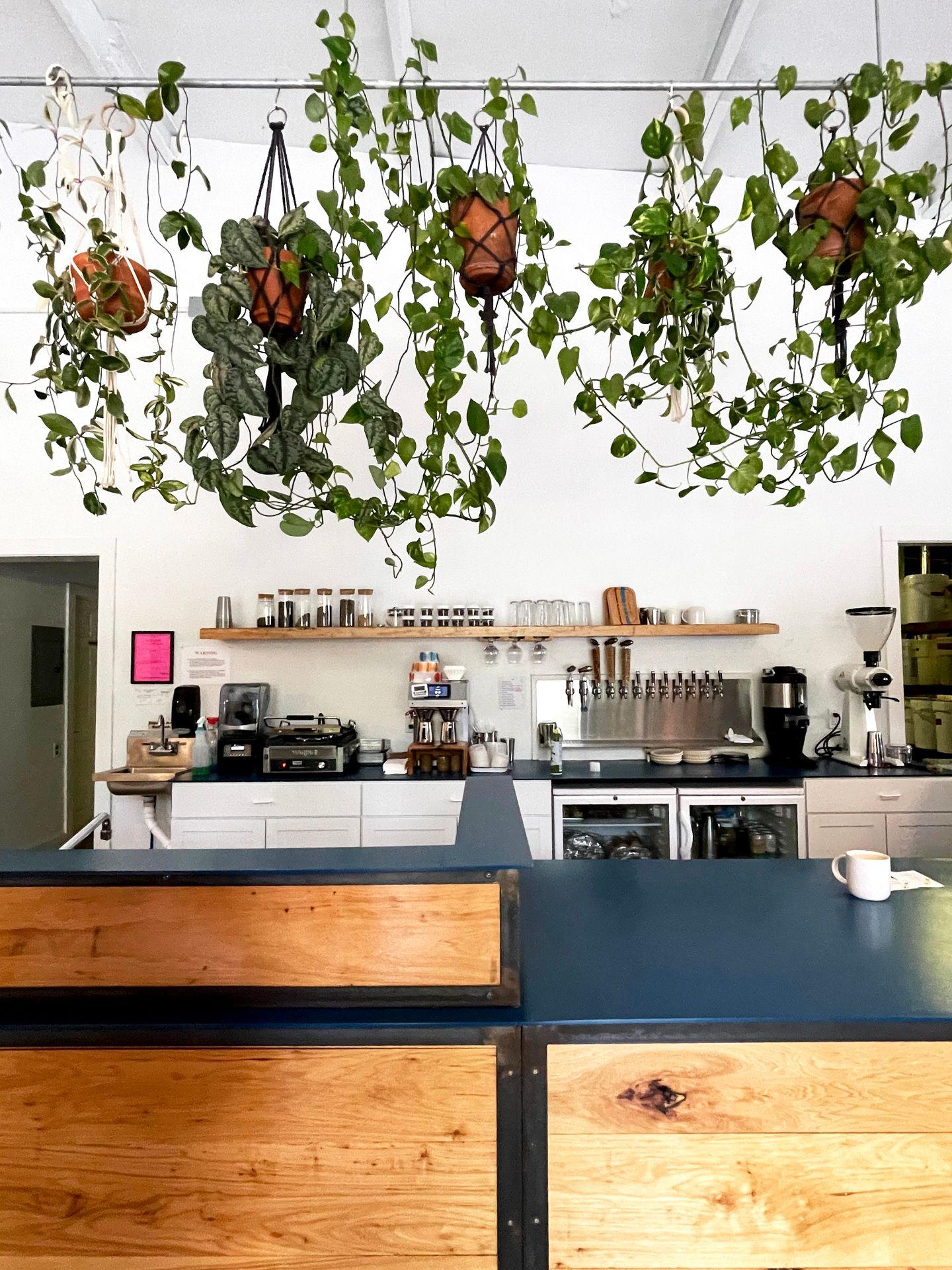 The counter at Airship Coffee. There are plants with vines hanging down from the ceiling.