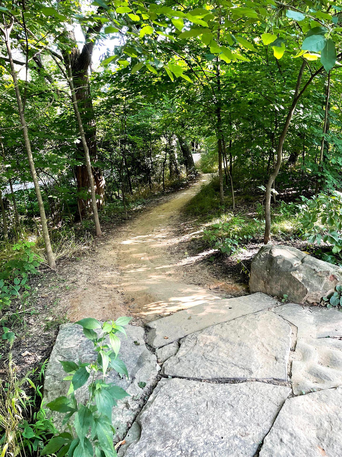 A dirt bike path leading into the woods.