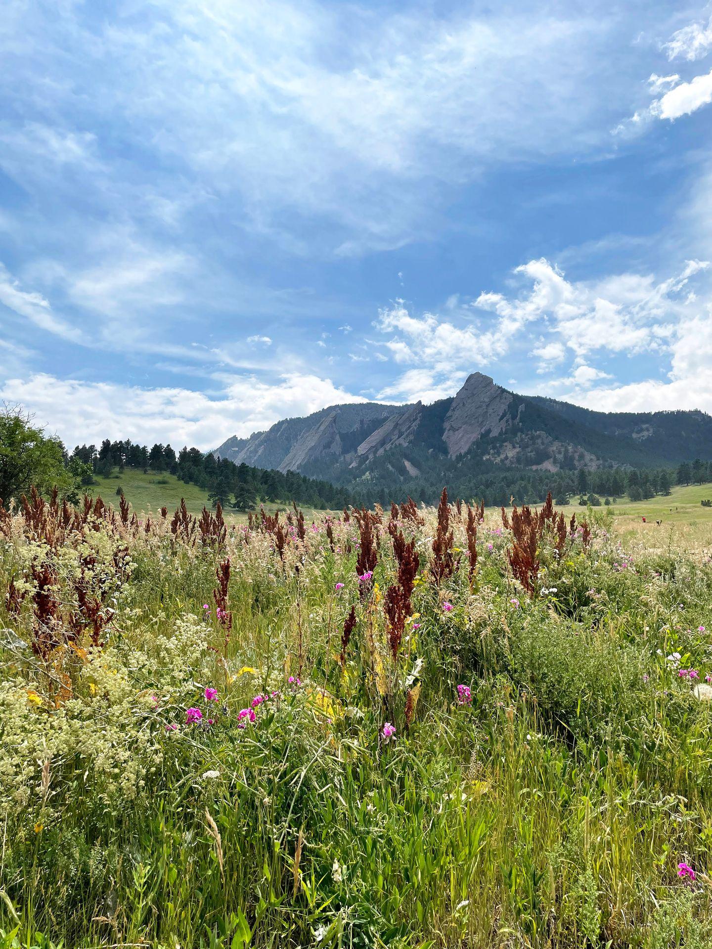A meadow of wildflowers with the Flatirons in the distance.