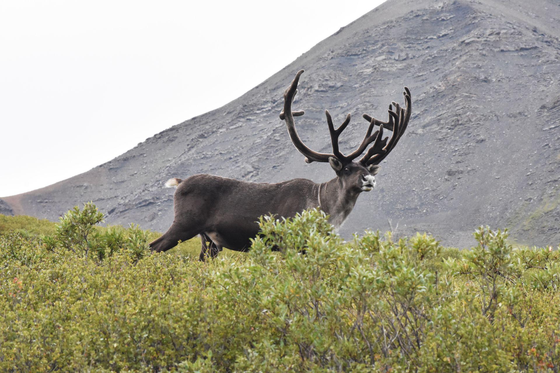 A caribou inside of Denali National Park.