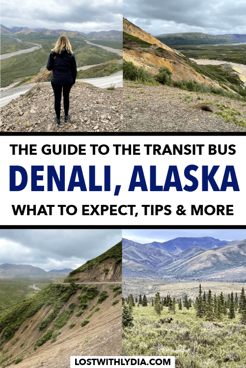 A guide to choosing between the Denali transit bus and the Denali narrated bus tour for your visit to Denali National Park!