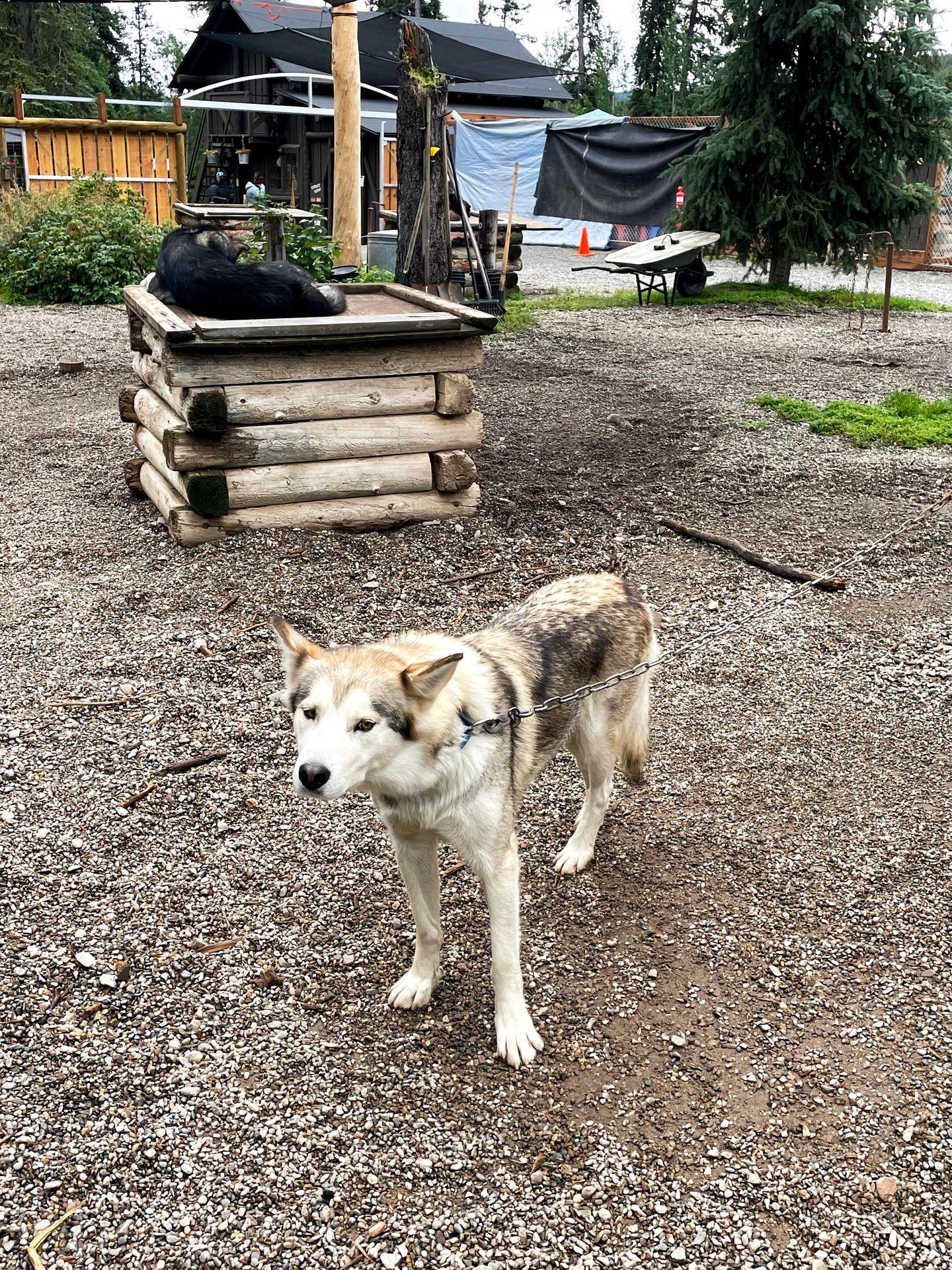 A mostly-white Alaska Huskie dog at the Denali Sled Dog Kennels.