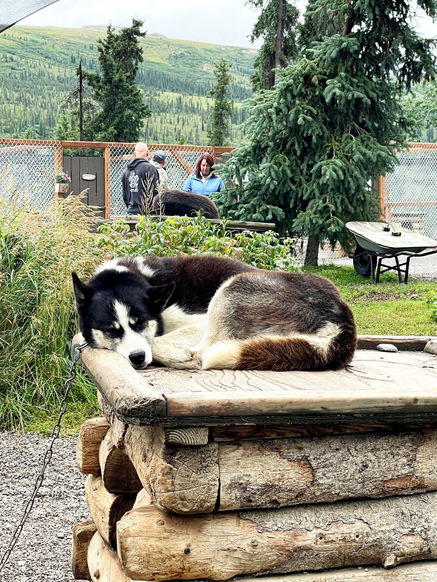 A black and white huskie sleeping on it's house at the Denali Sled Dog Kennels