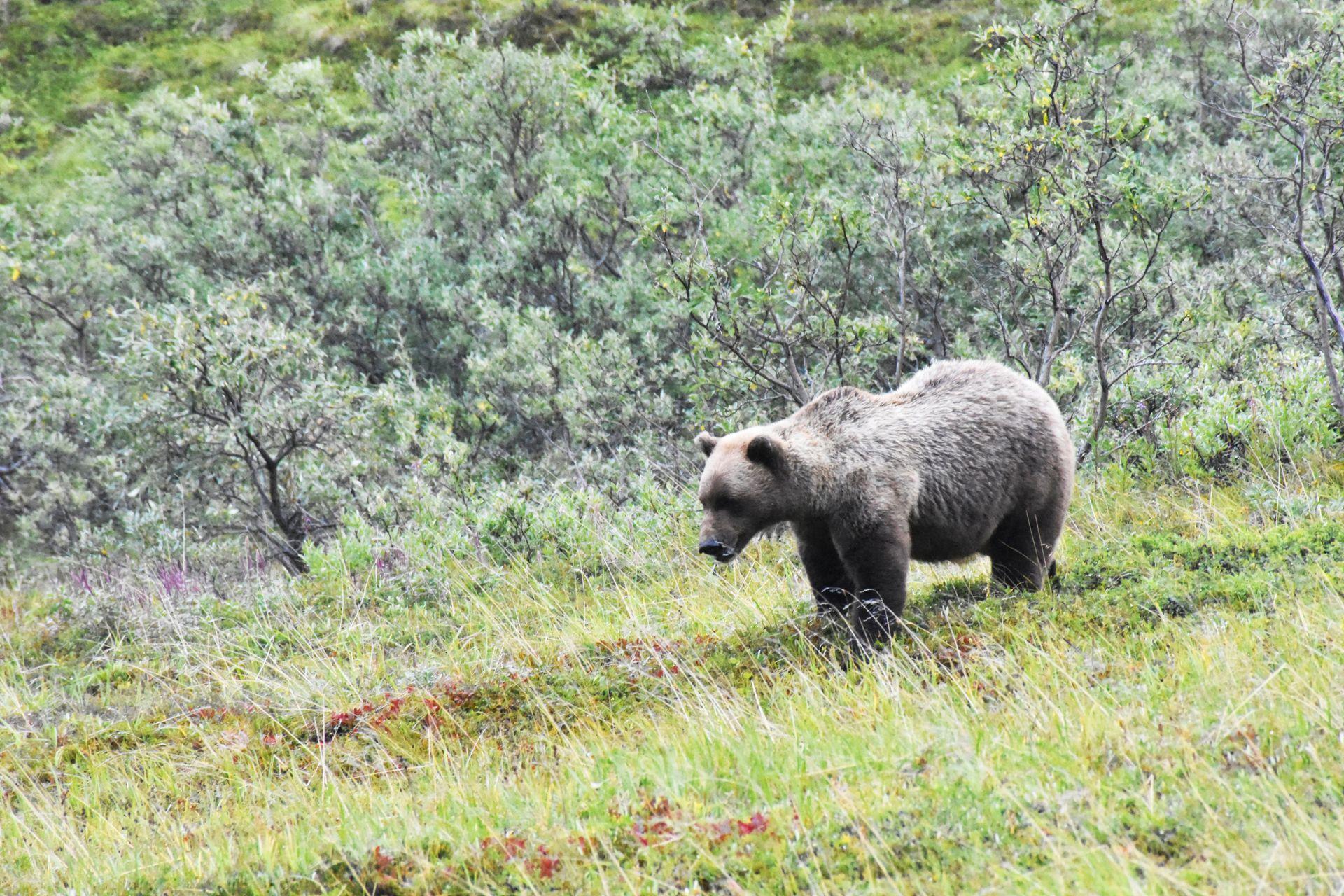 A grizzly bear inside of Denali National Park.