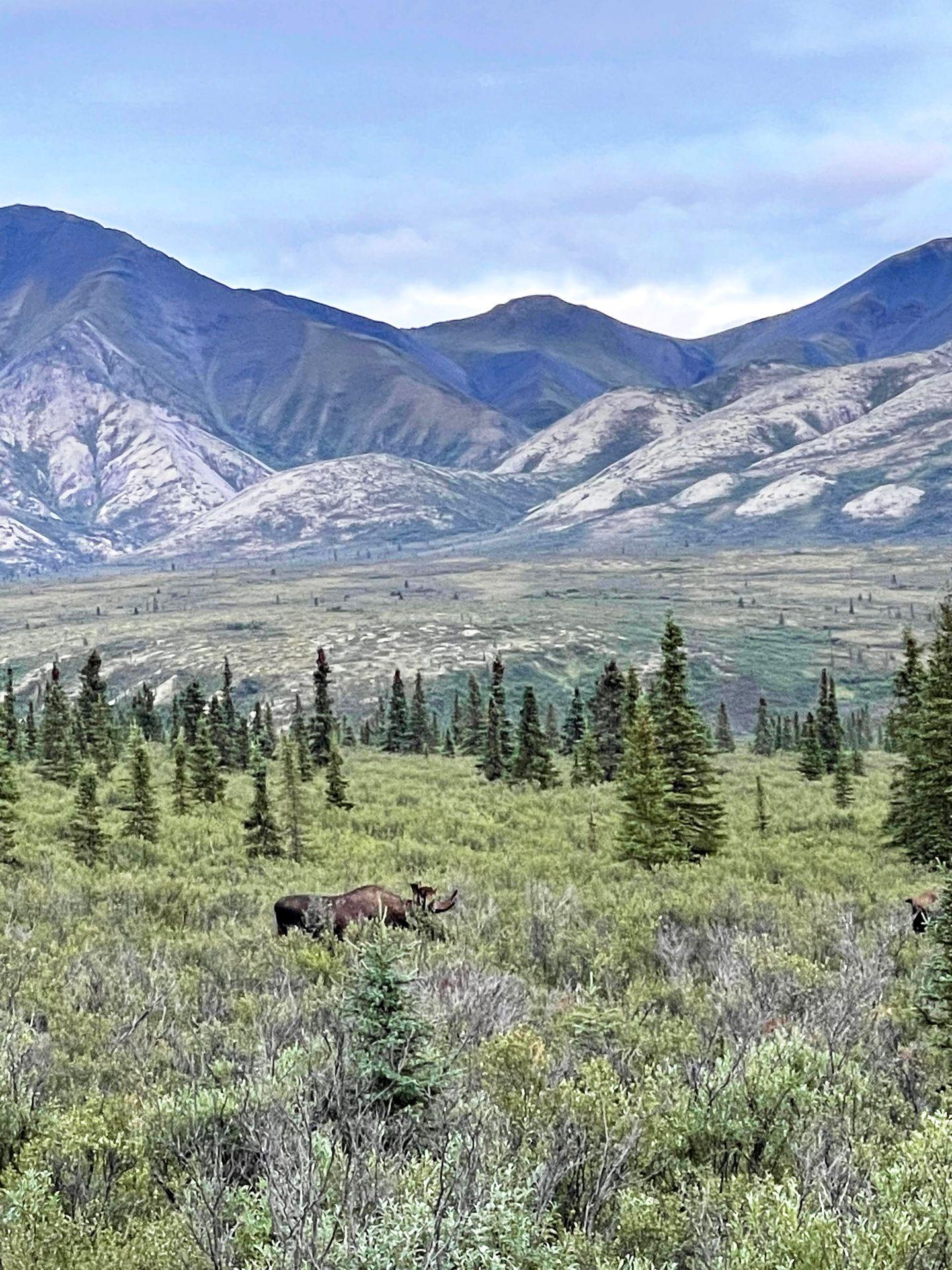 A moose eating greenery with mountains in the distance in Denali National Park.