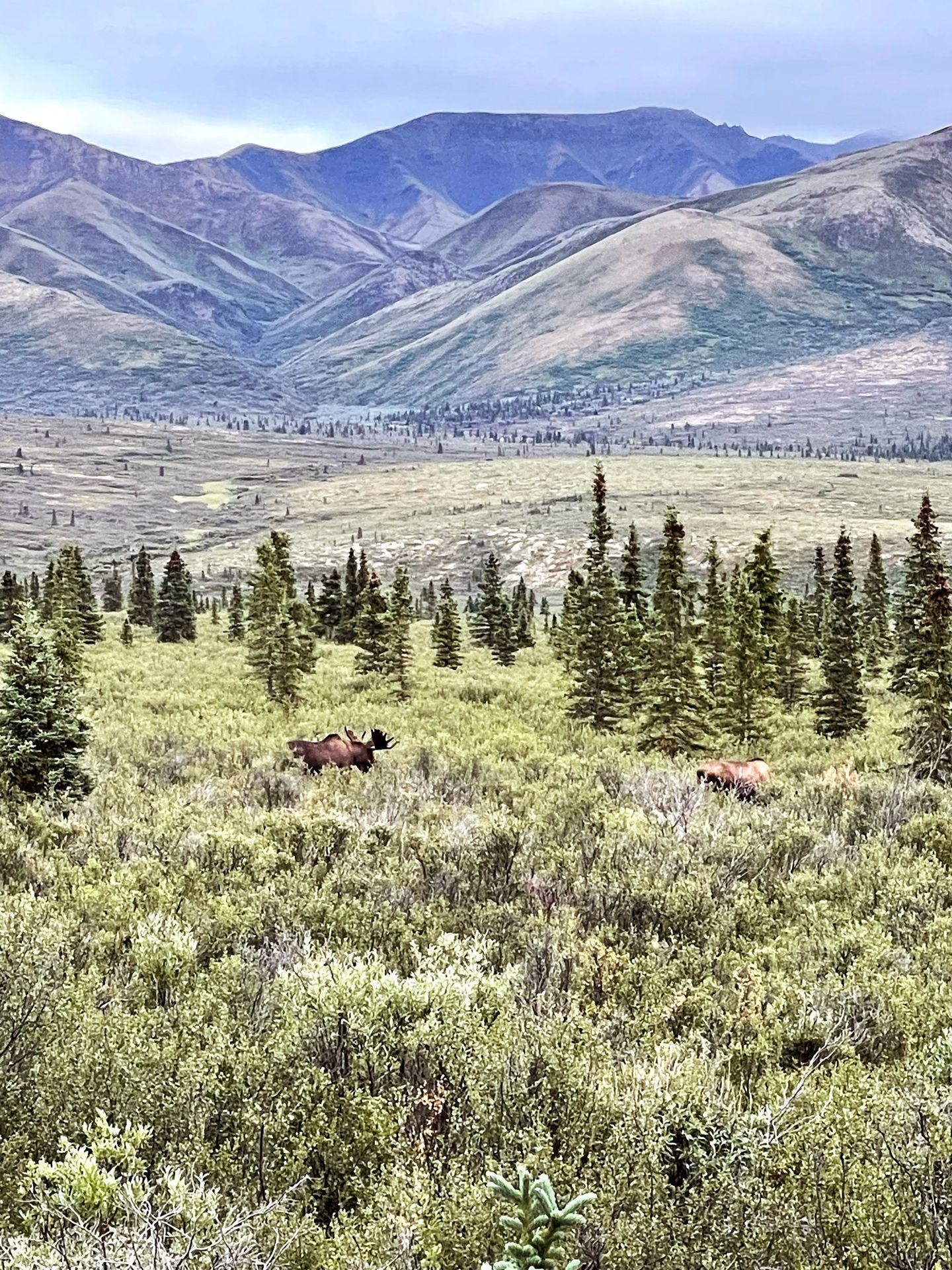3 moose in Denali with trees in the mountains in the distance.