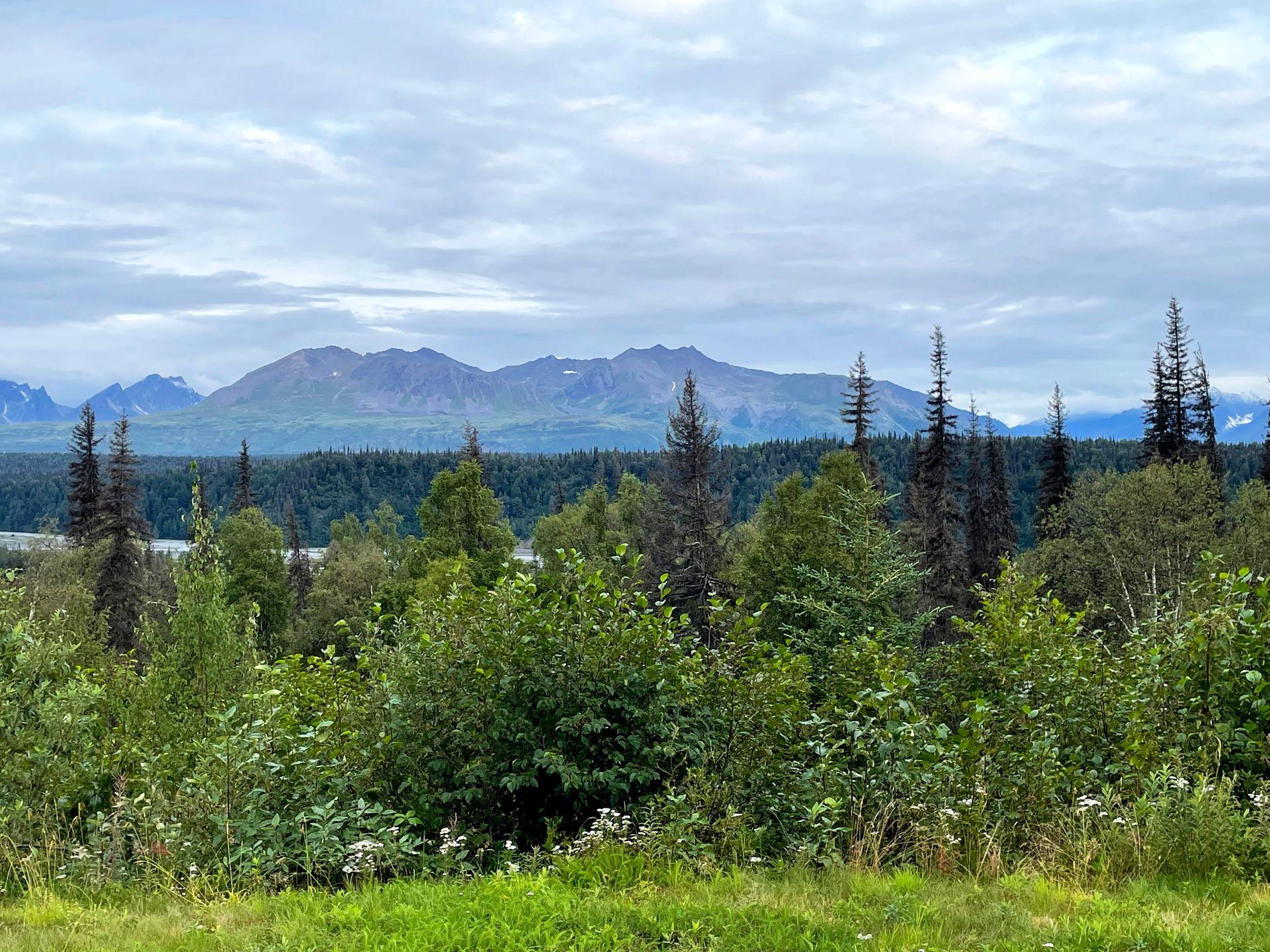 A view of the Denali Mountain Range with some trees in the foreground.