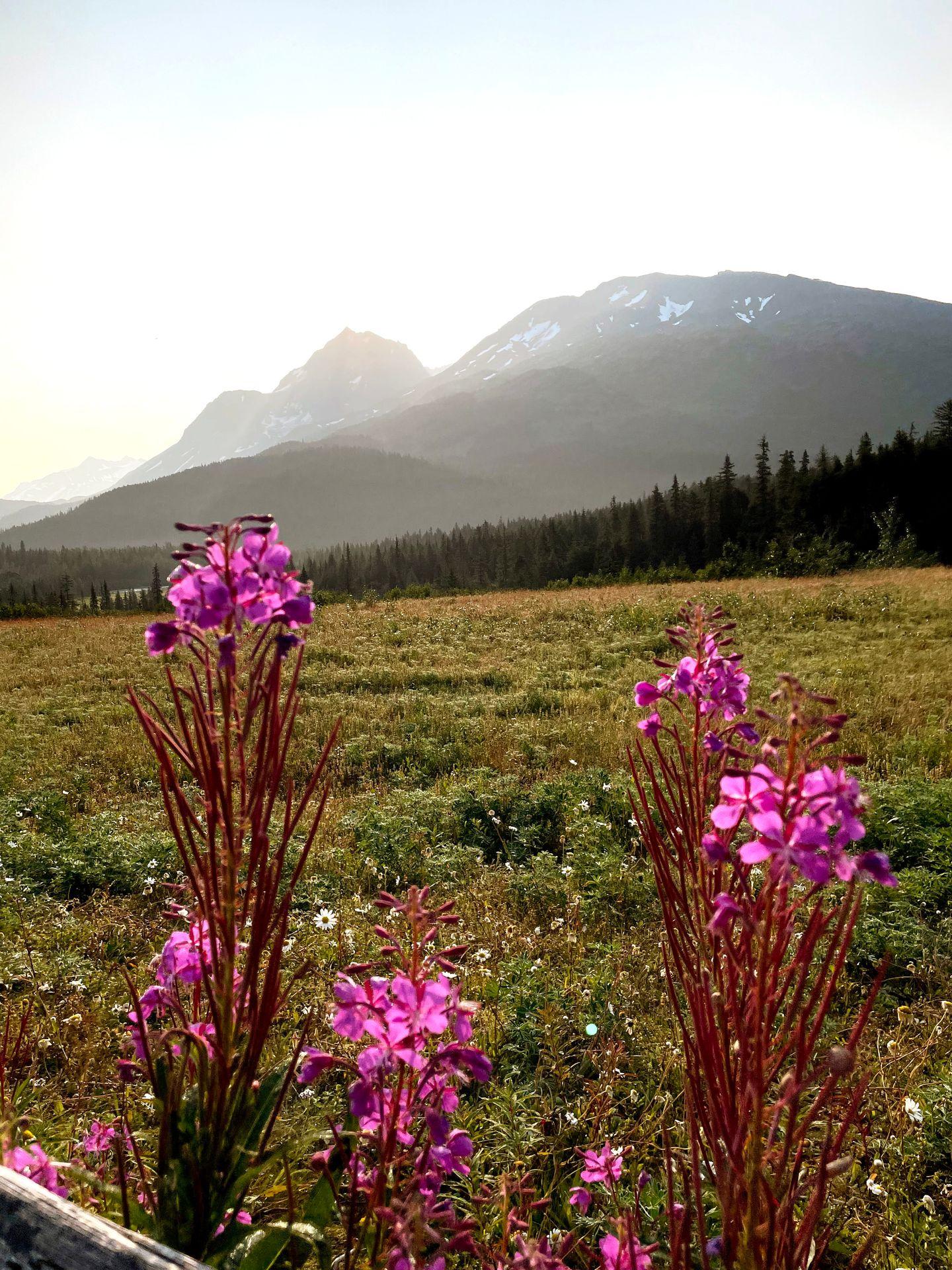 Purple flowers with misty mountains in the the background.