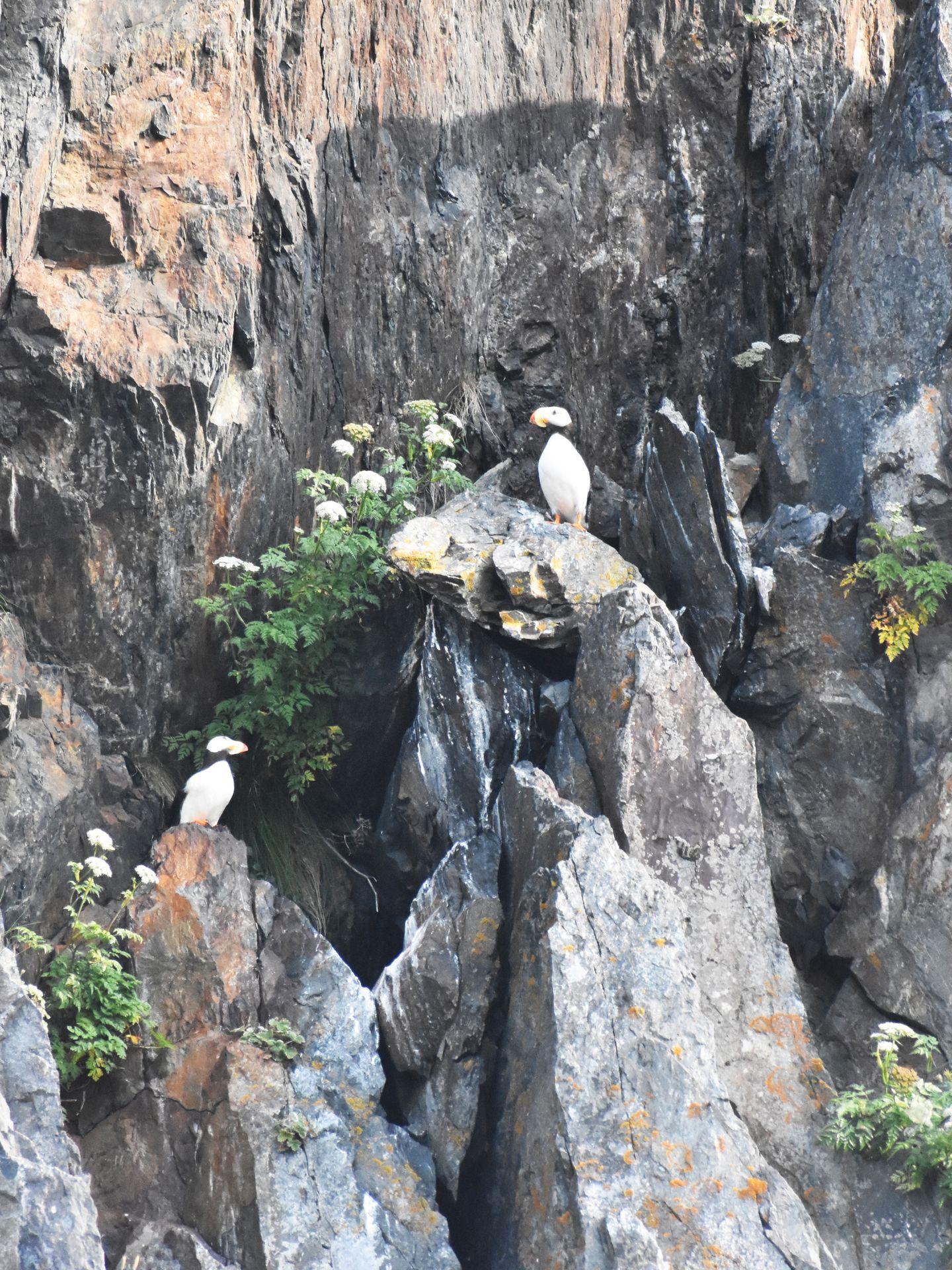 Some puffins sitting on rocks at the Cove of the Spires.