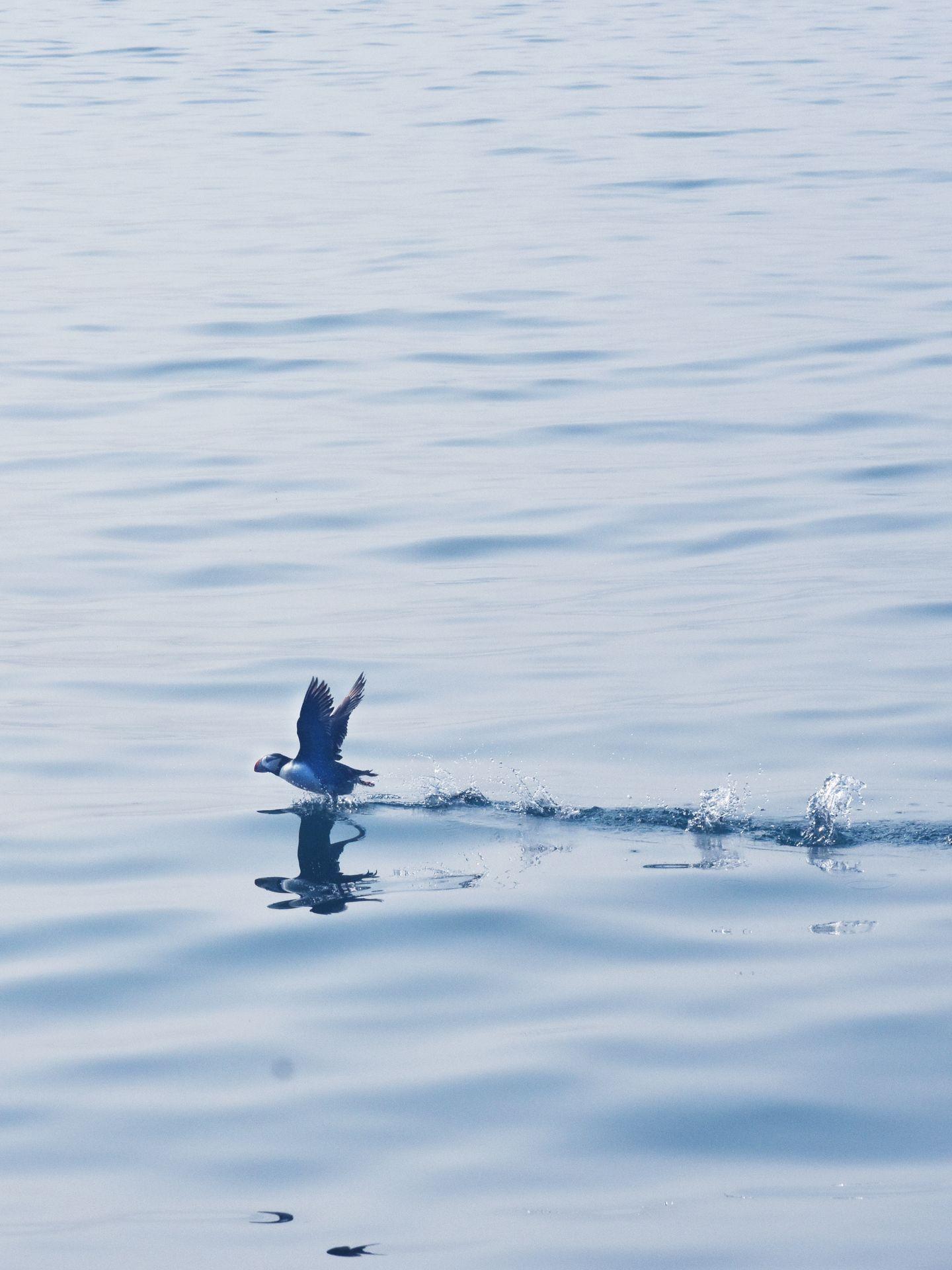 A puffin flying along the water in Kenai Fjords.