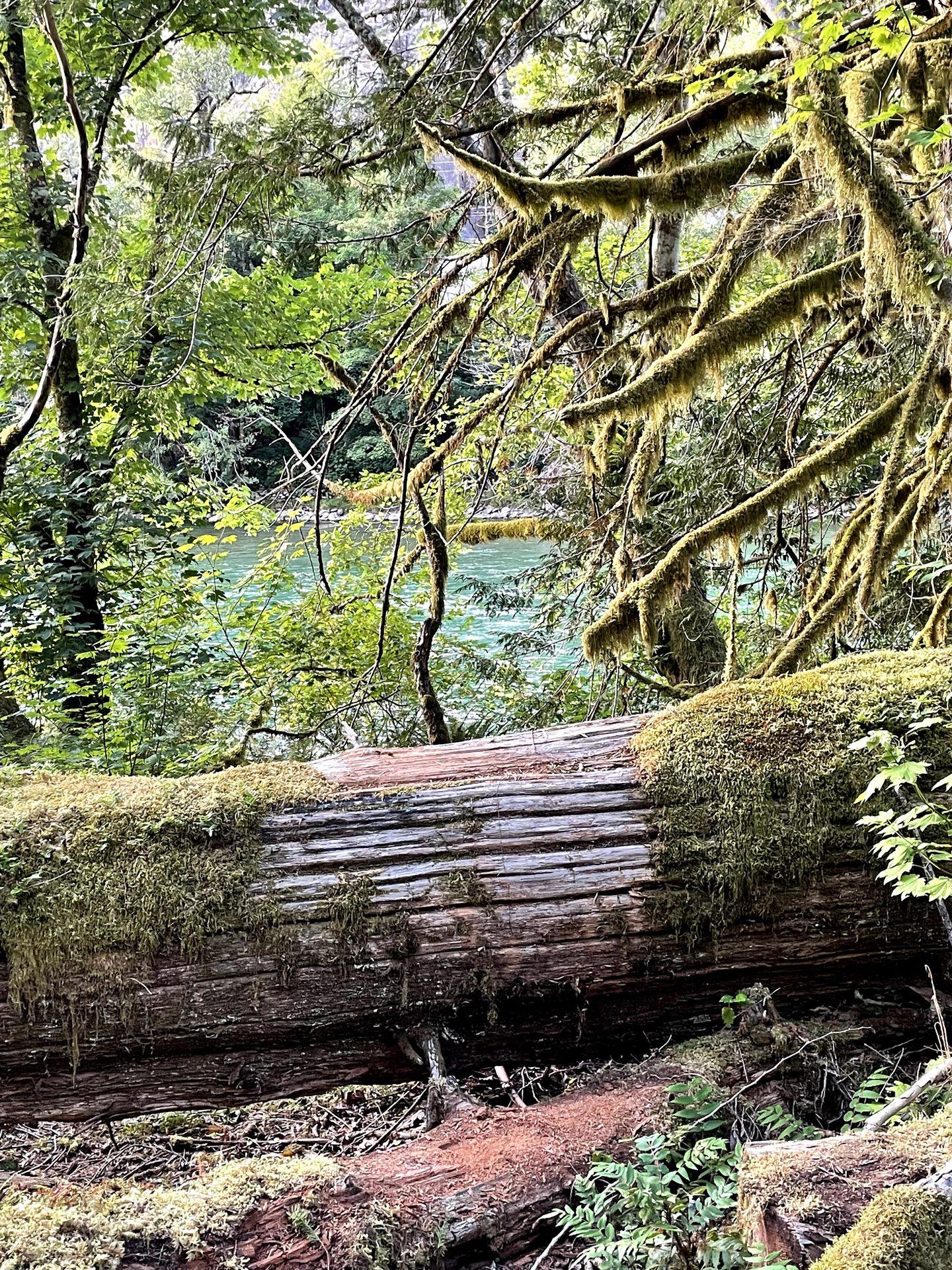 A log and tree branches covered in moss along the Trail of the Cedars