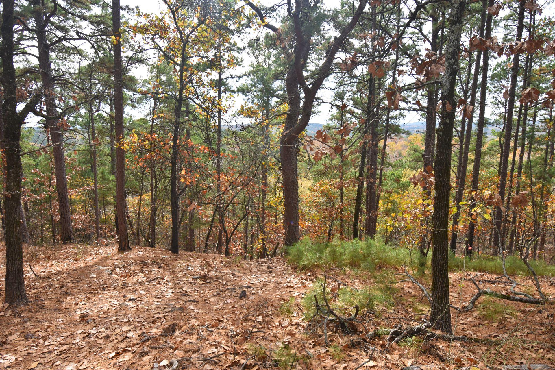 A view of trees with colorful fall foliage in Daingerfield State Park.