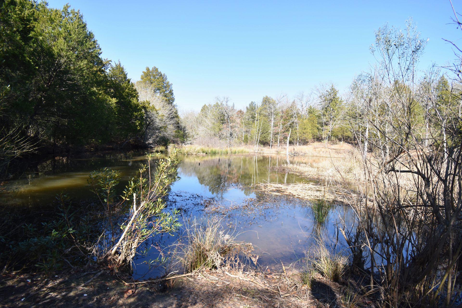 A pond surrounded by trees in Purtis Creek State Park.