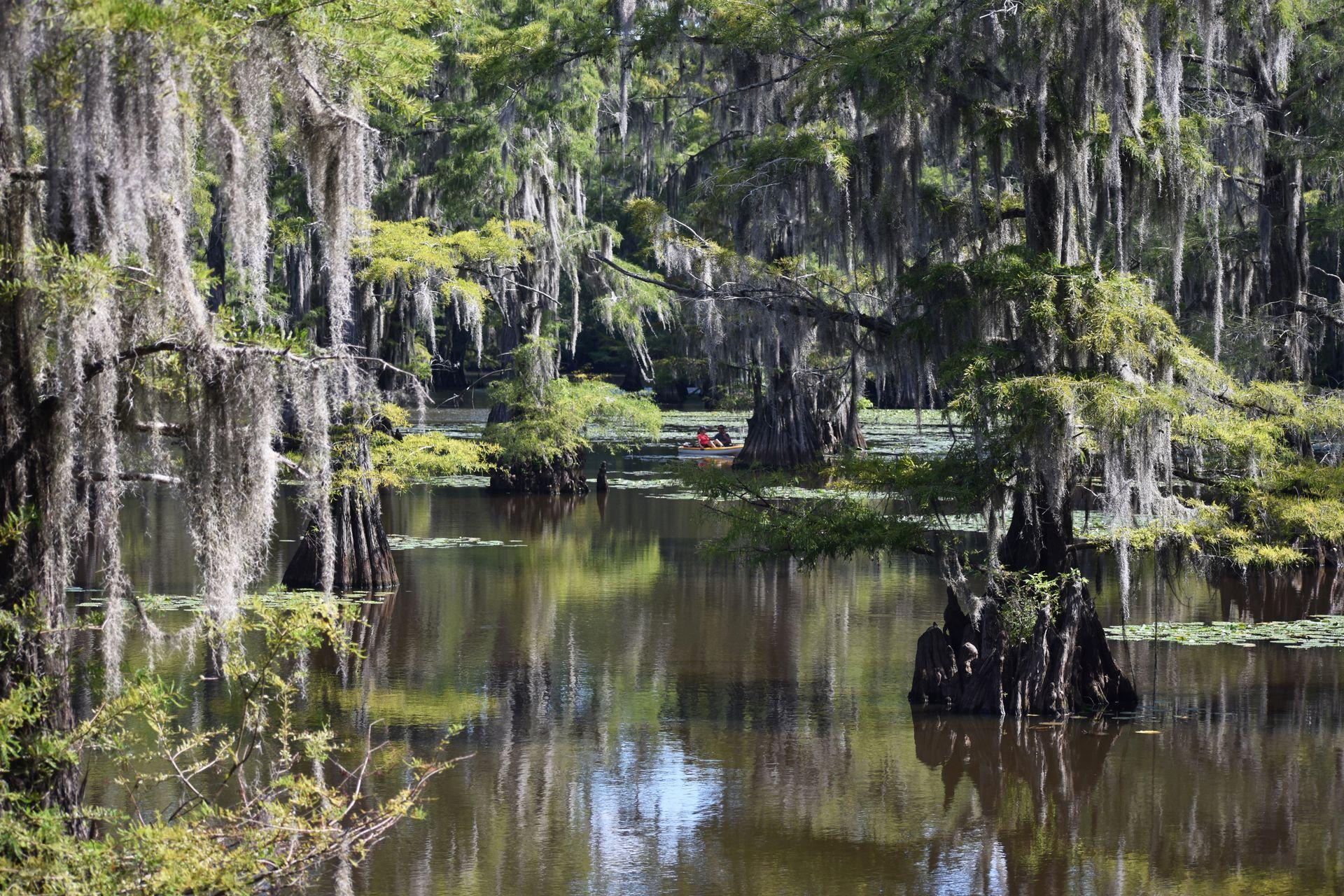 A view of Mill Pond in Caddo Lake State Park with some canoes in the distance among giant cypress trees.