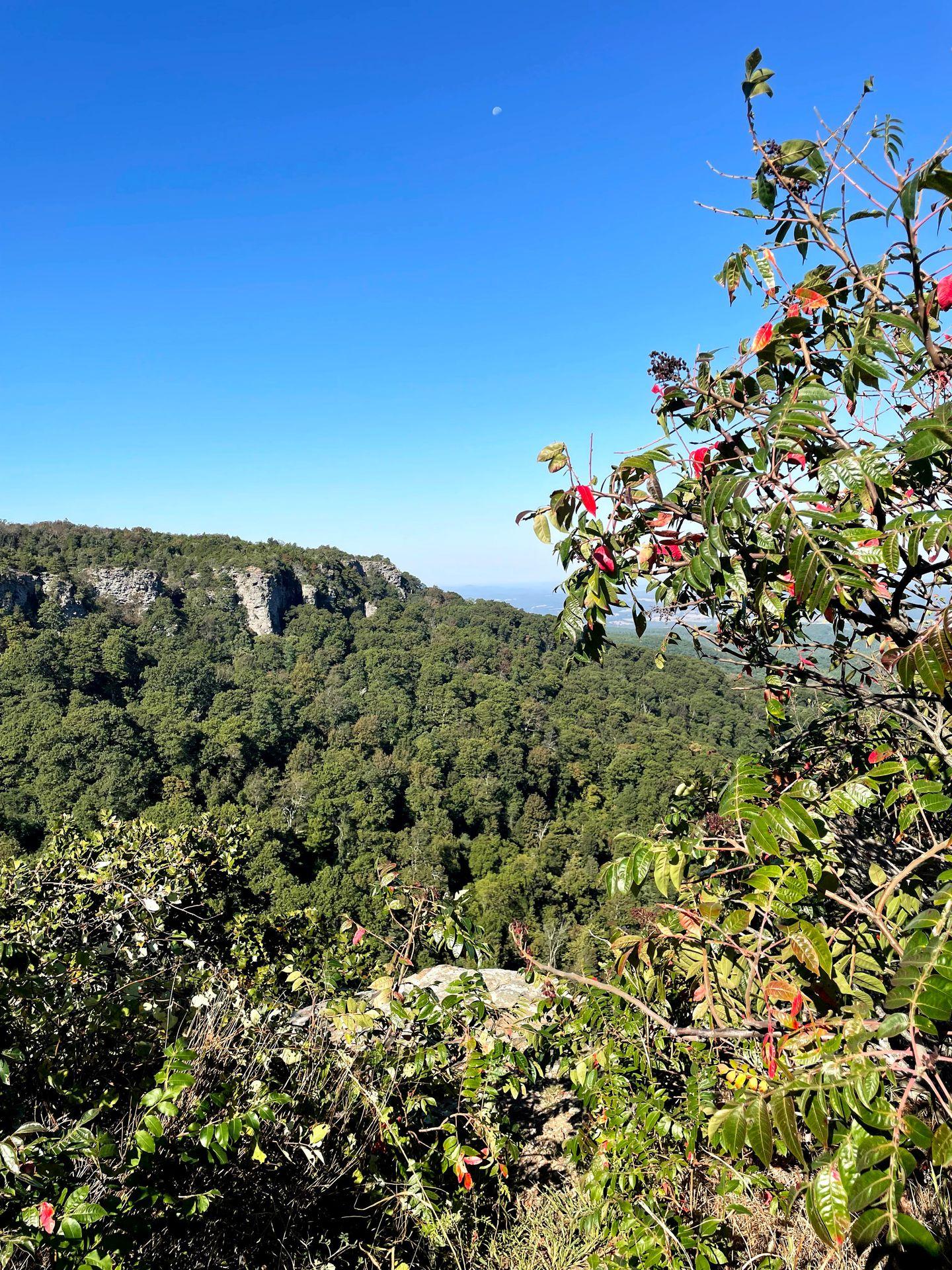 A view of greenery and cliffs from an overlook at Mount Magazine State Park.
