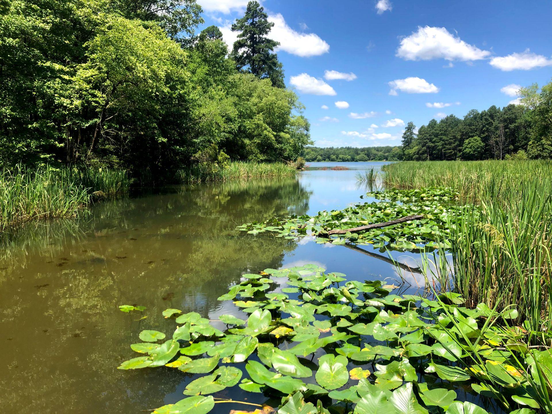 A pond with lily pads and trees on the shore at Tyler State Park.