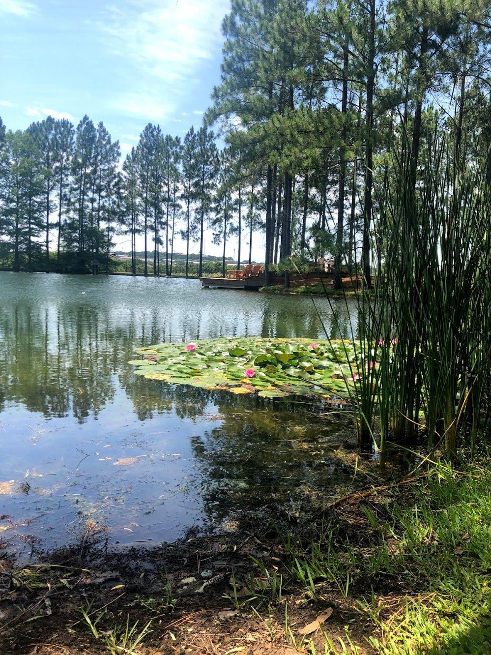 A view of the pond behind Das Peach Haus. There are lily pads with a few pink flowers and tall green trees surrounding the pond.