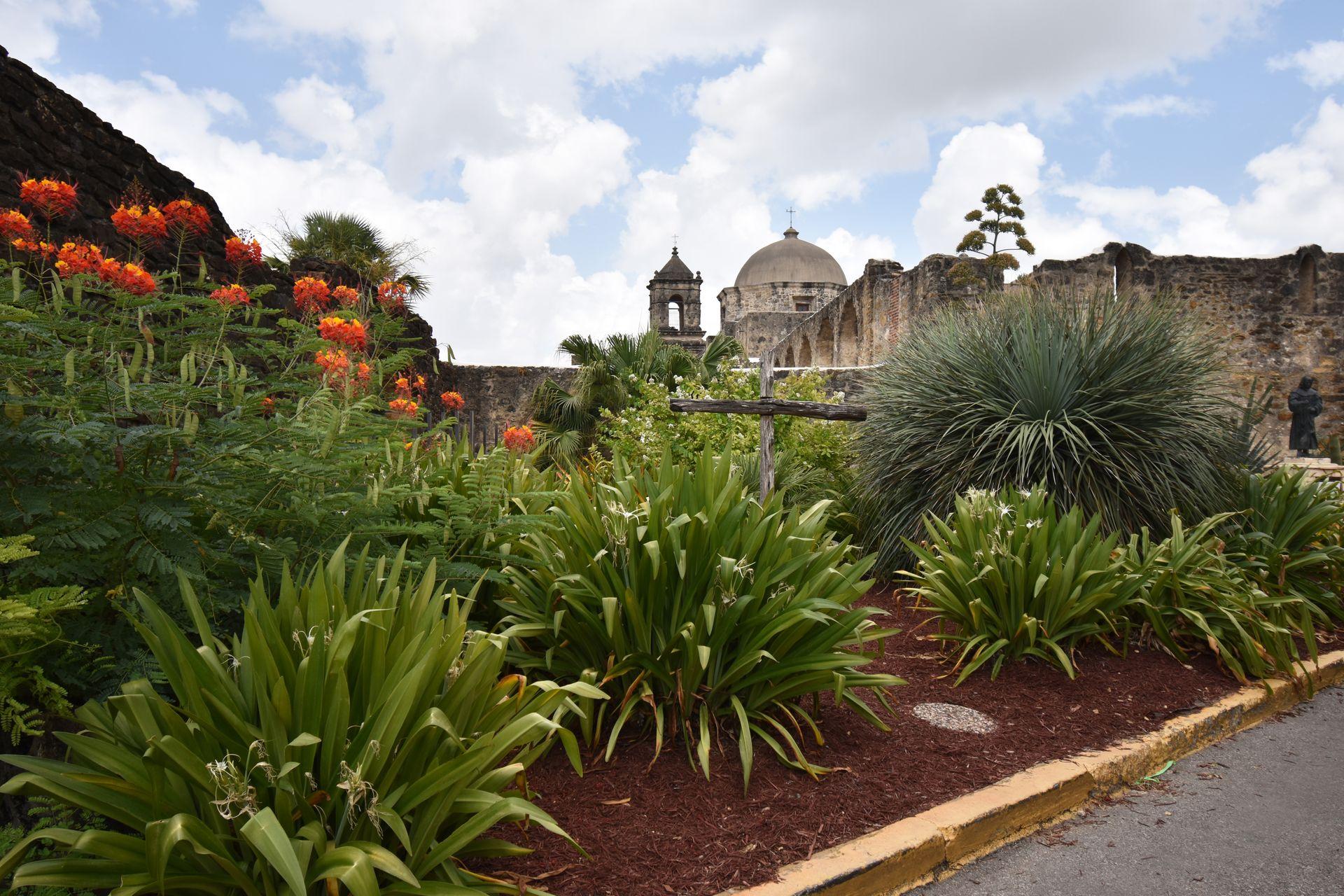 An area of greenery and orange flowers with the dome of Mission Concepcion in the background.
