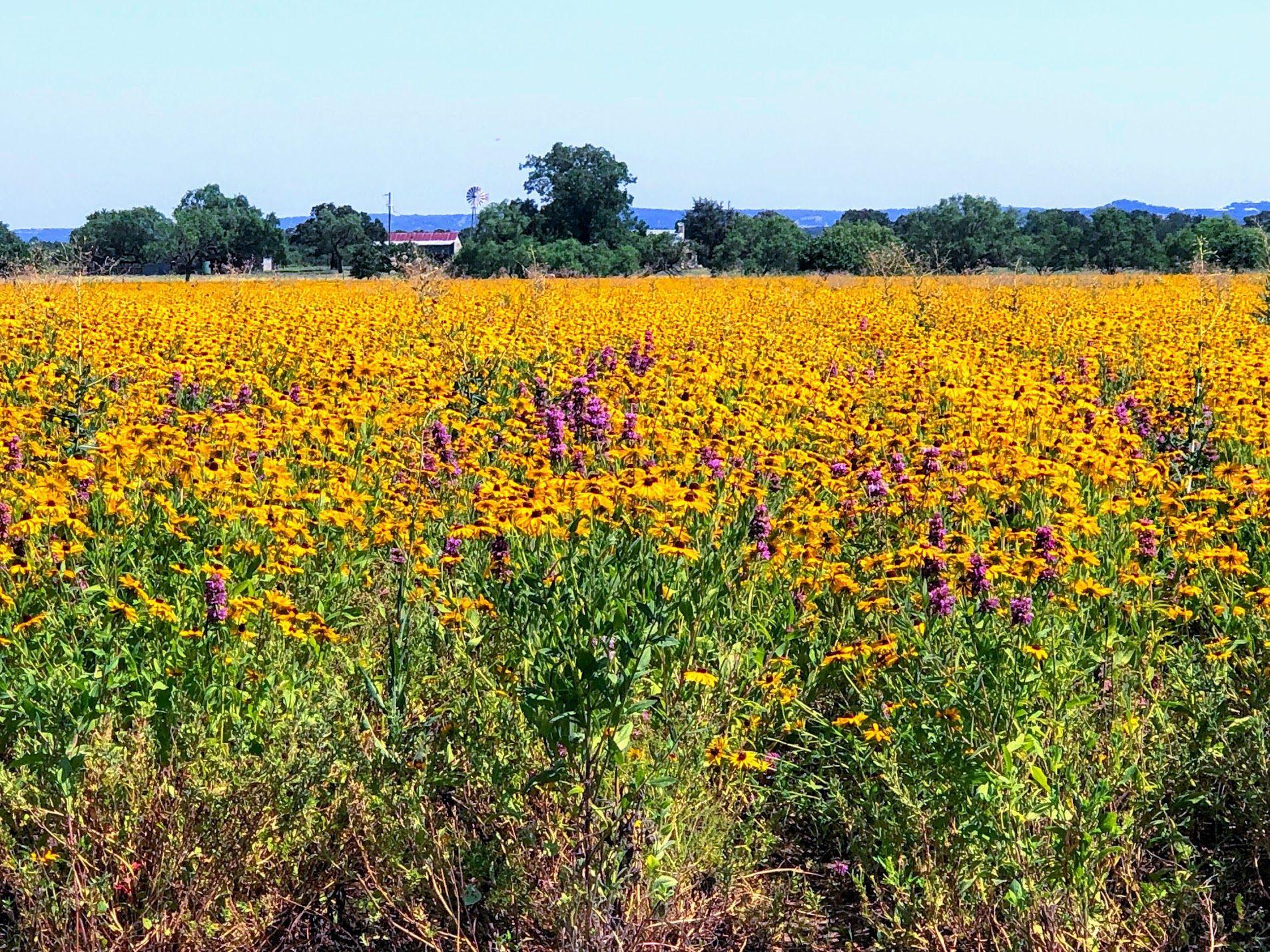 A field of yellow and a few purple flowers at Wildseed Farms in Fredericksburg
