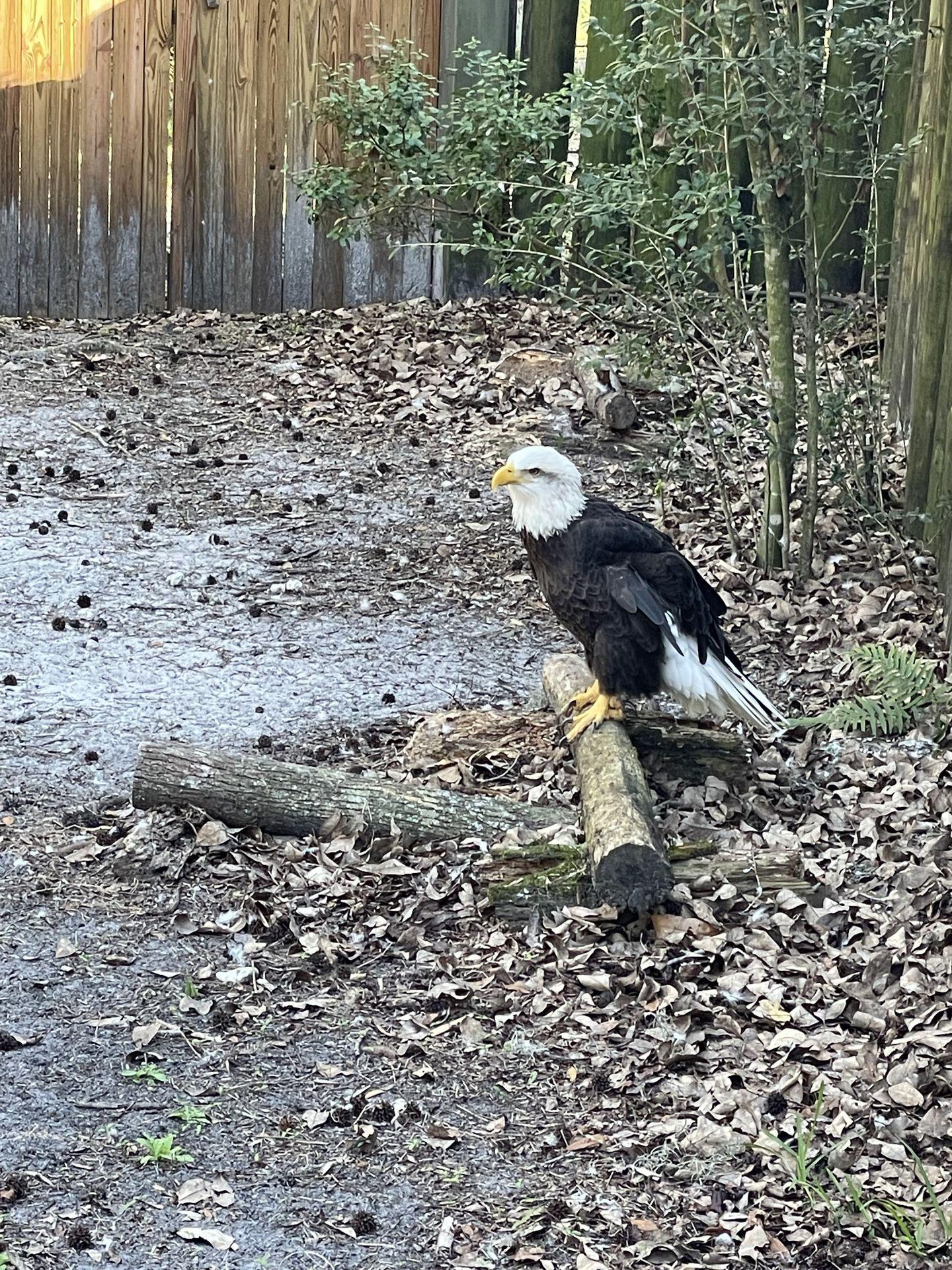 A bald eagle sitting on a log at Homosassa Springs.