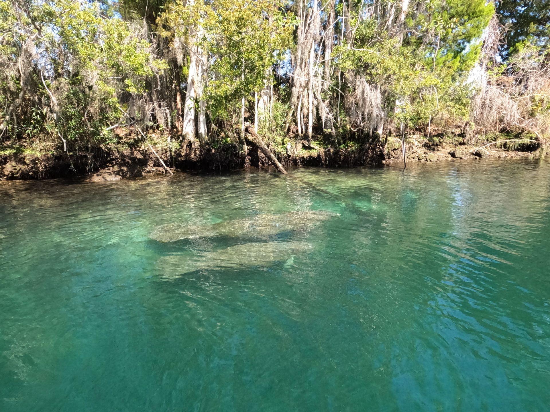 Two manatees swimming near the surface in Crystal River.