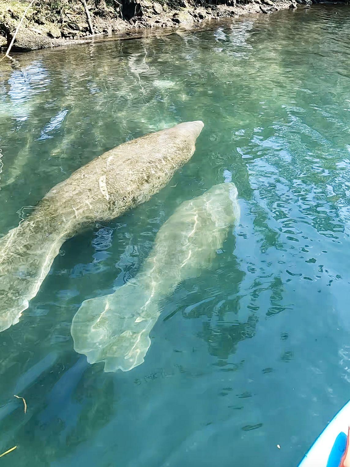 Two manatees swimming at the surface in Crystal River.