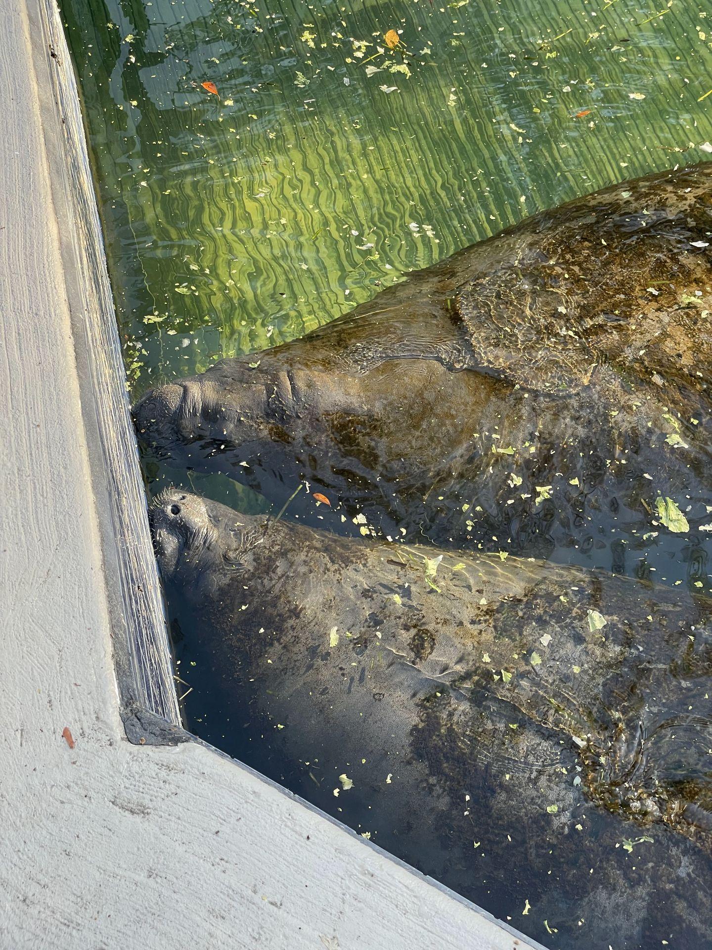 Two manatees eating lettuce that you can see through the glass at Homosassa Springs.