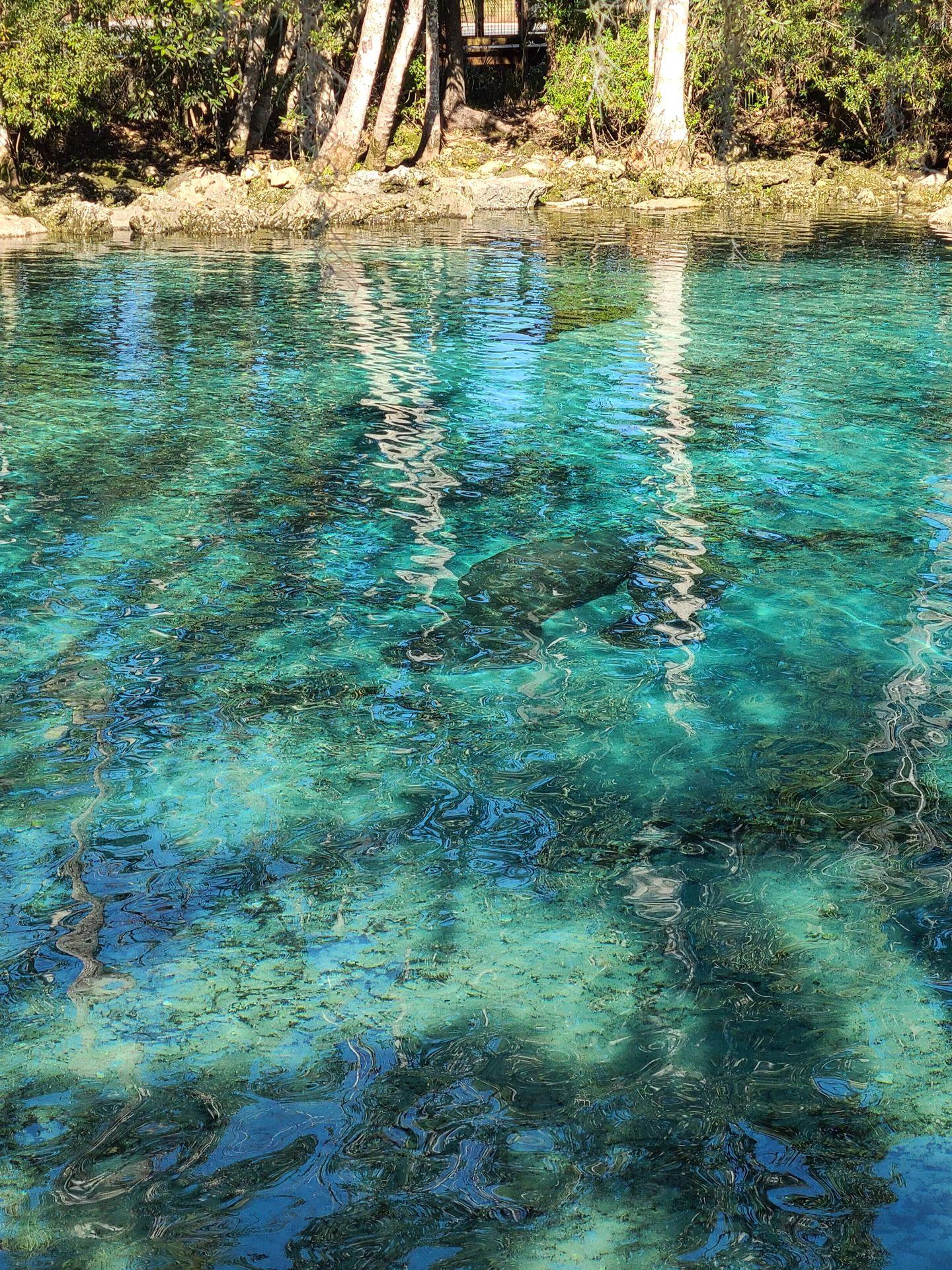 Looking at the clear, blue water at Three Sisters Spring.