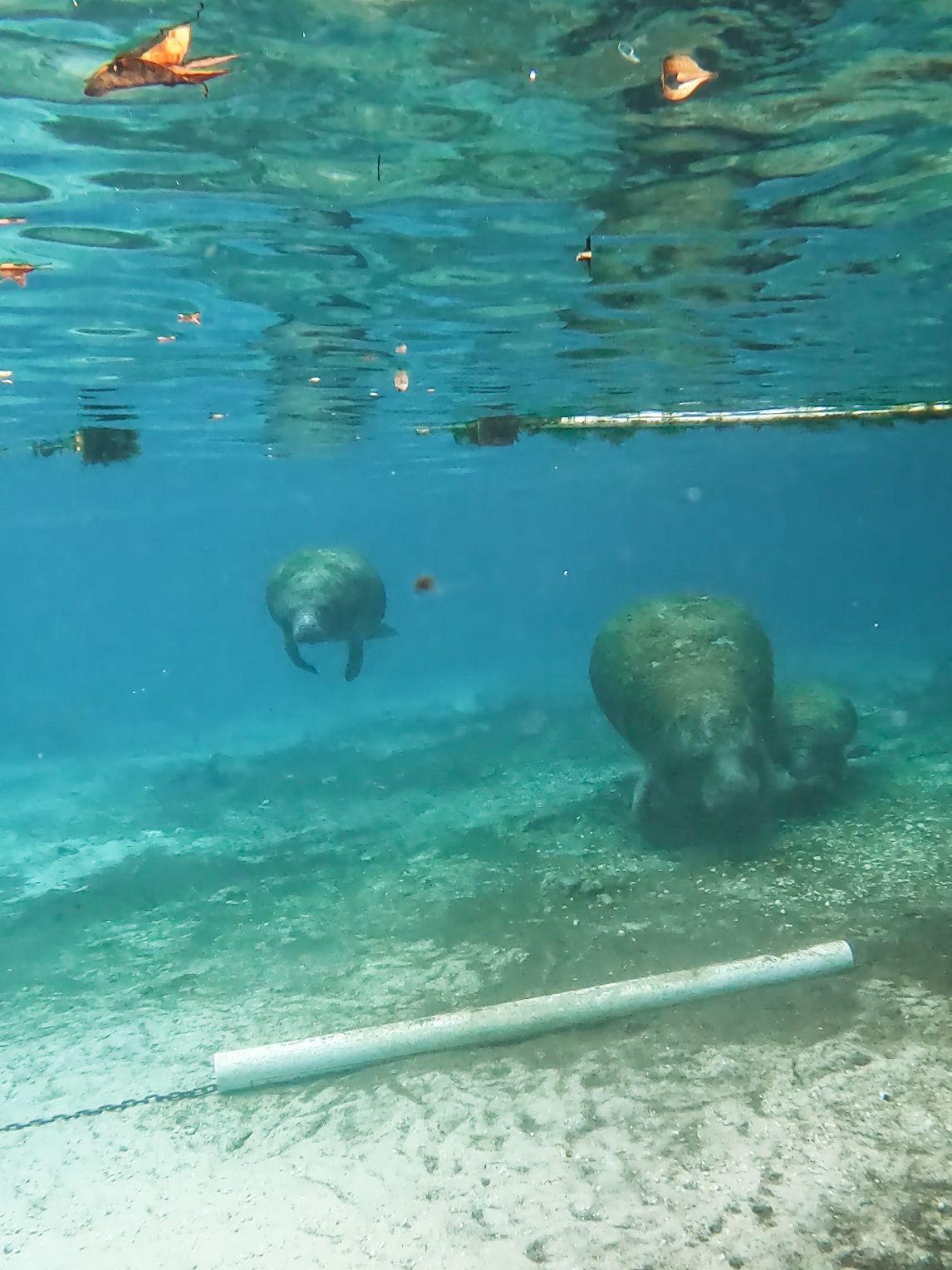 A mother manatee with two babies nearby swimming below the surface.