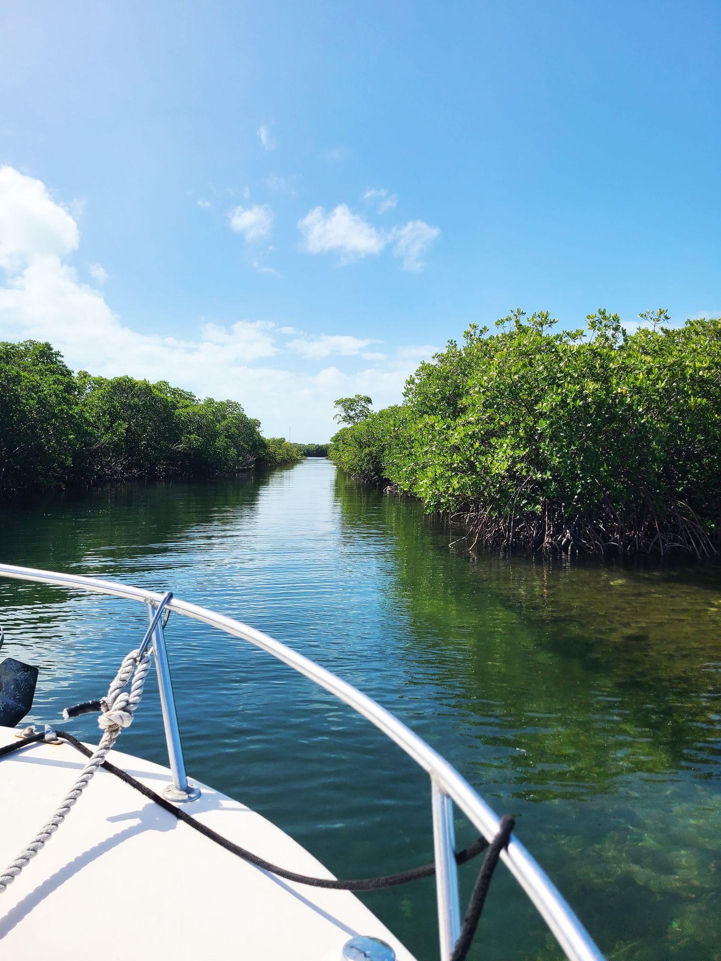 Looking off a boat at a narrow waterway surounded by mangrove trees on both sides.