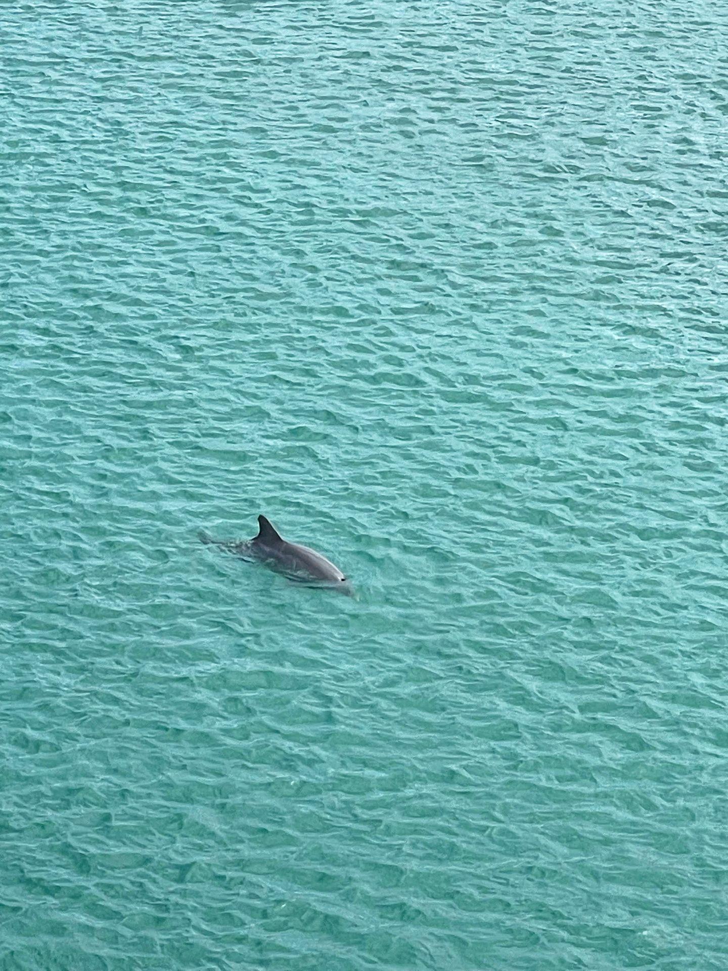 A dolphin swimming in the bay with a fin above the water
