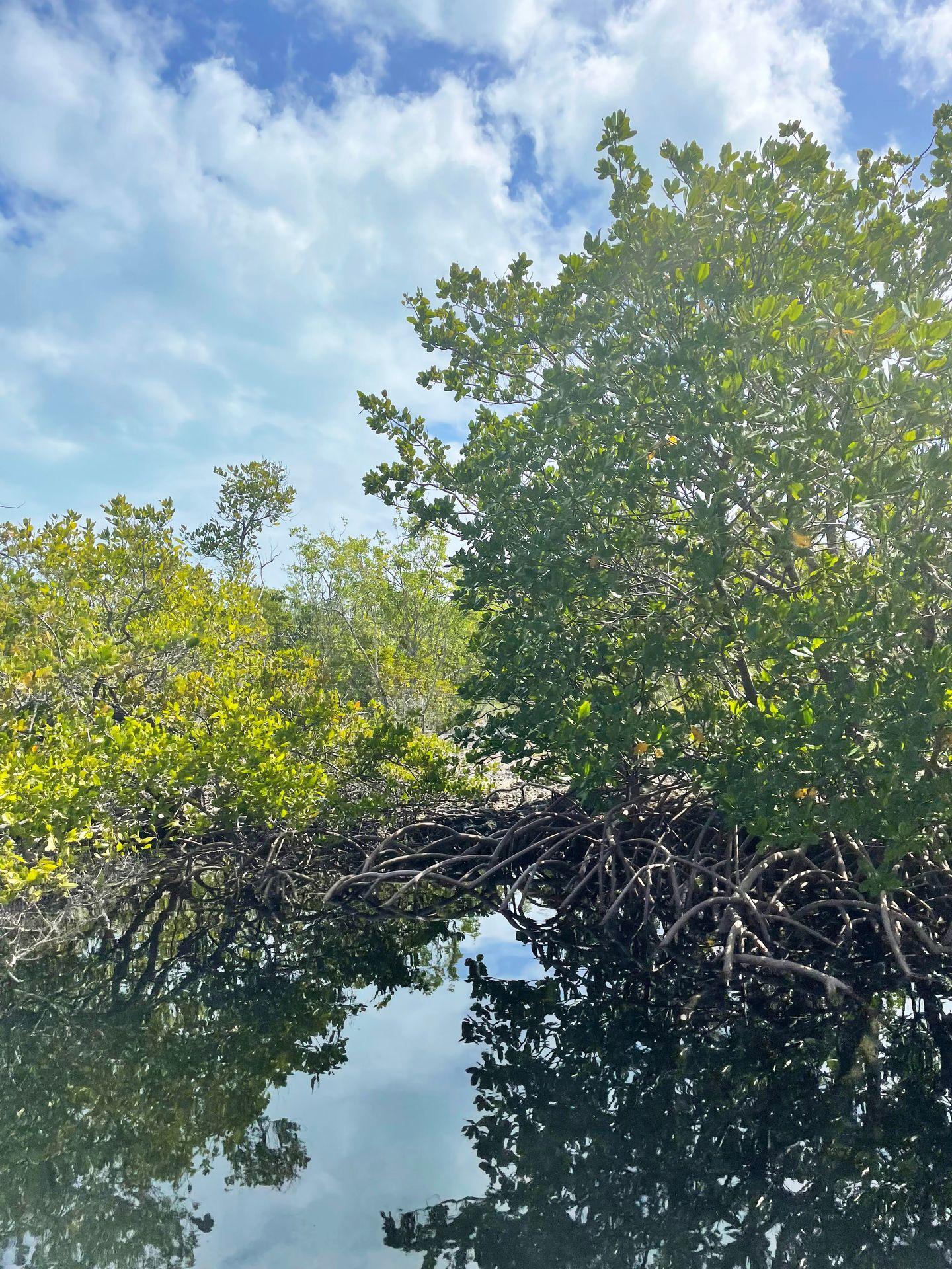 Mangrove trees next to water