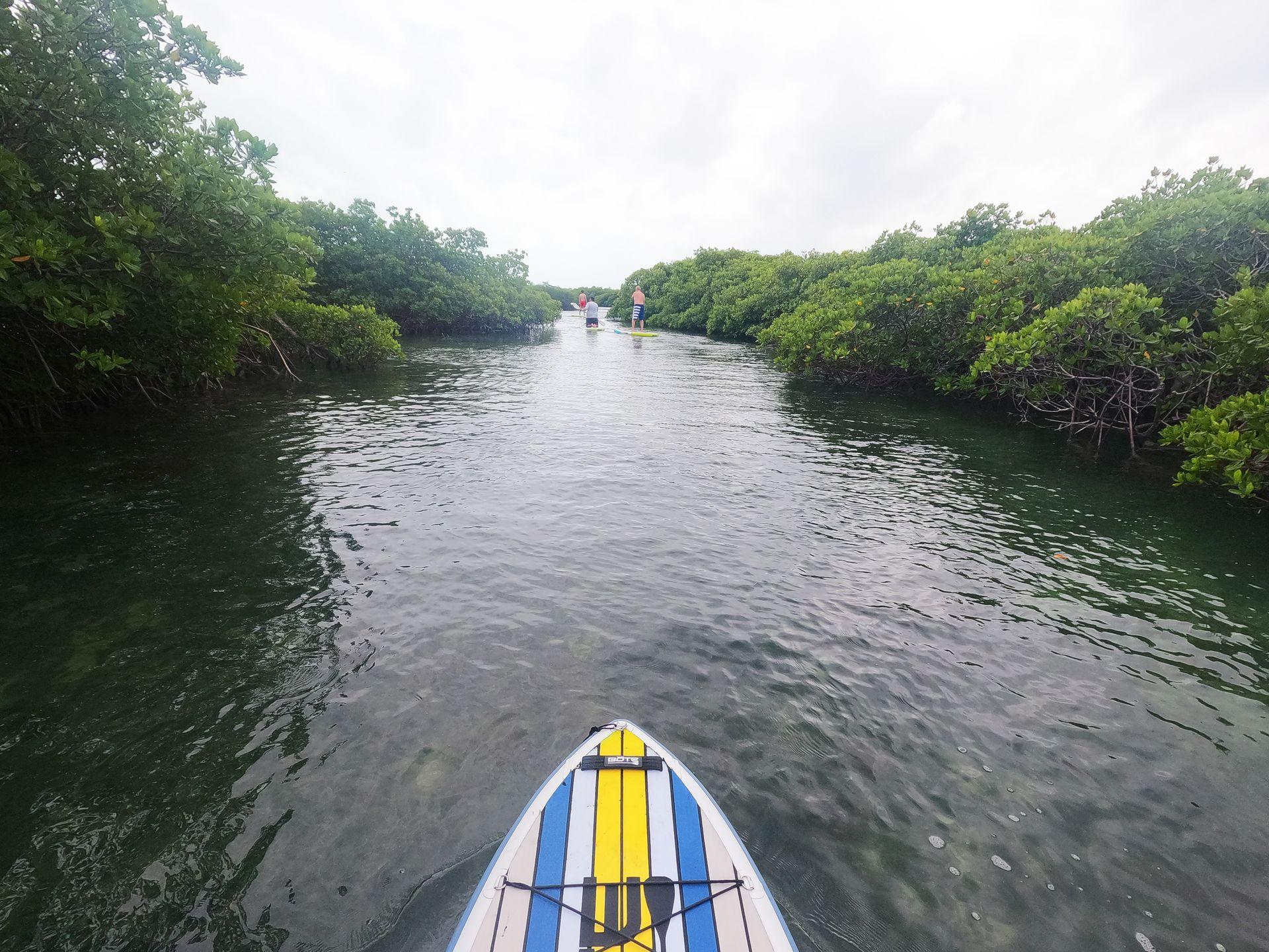 The front of a paddle board in the center looking out at the water with mangrove trees on either side