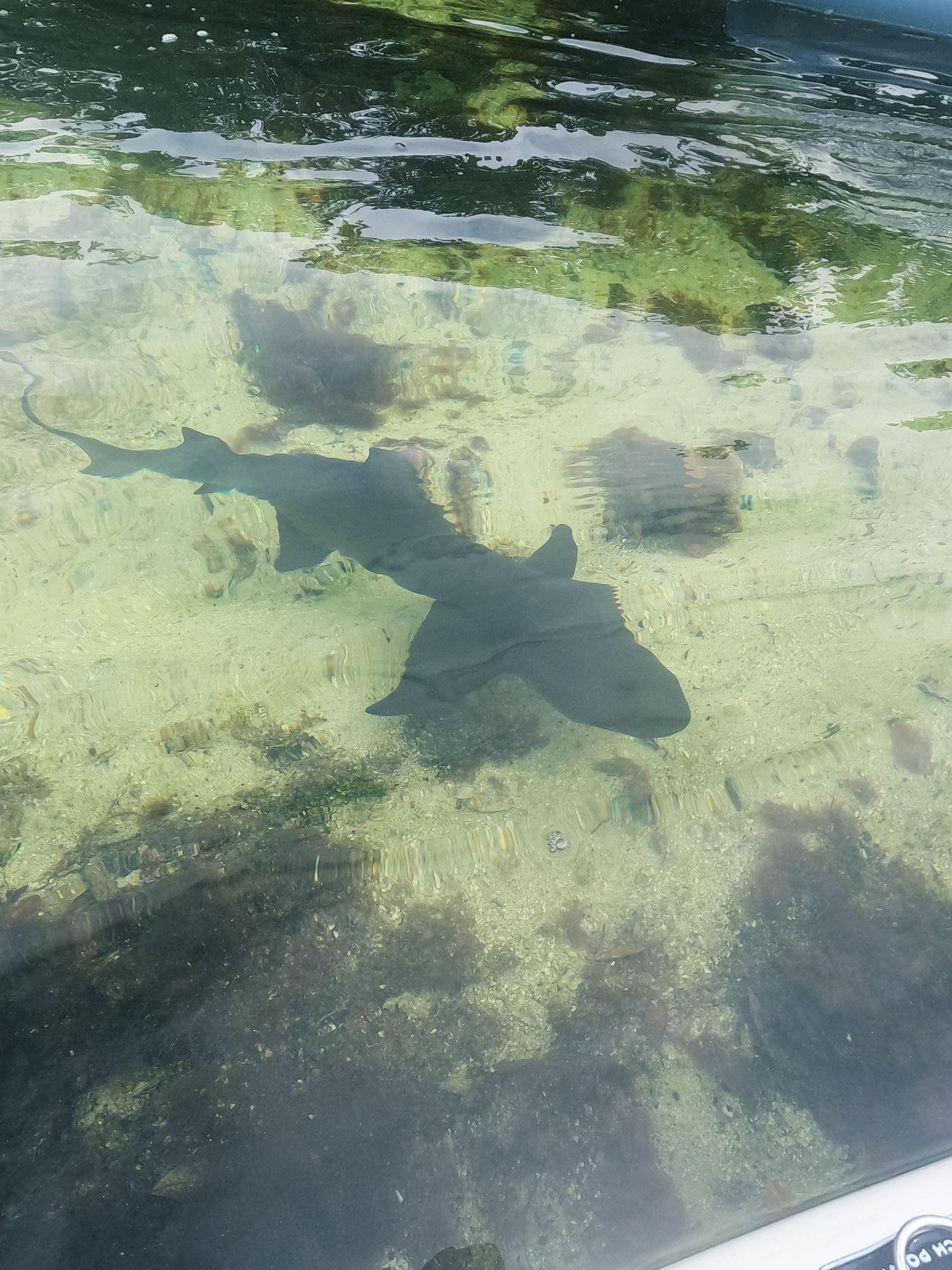 A nurse shark in the shallow water of Jones Lagoon