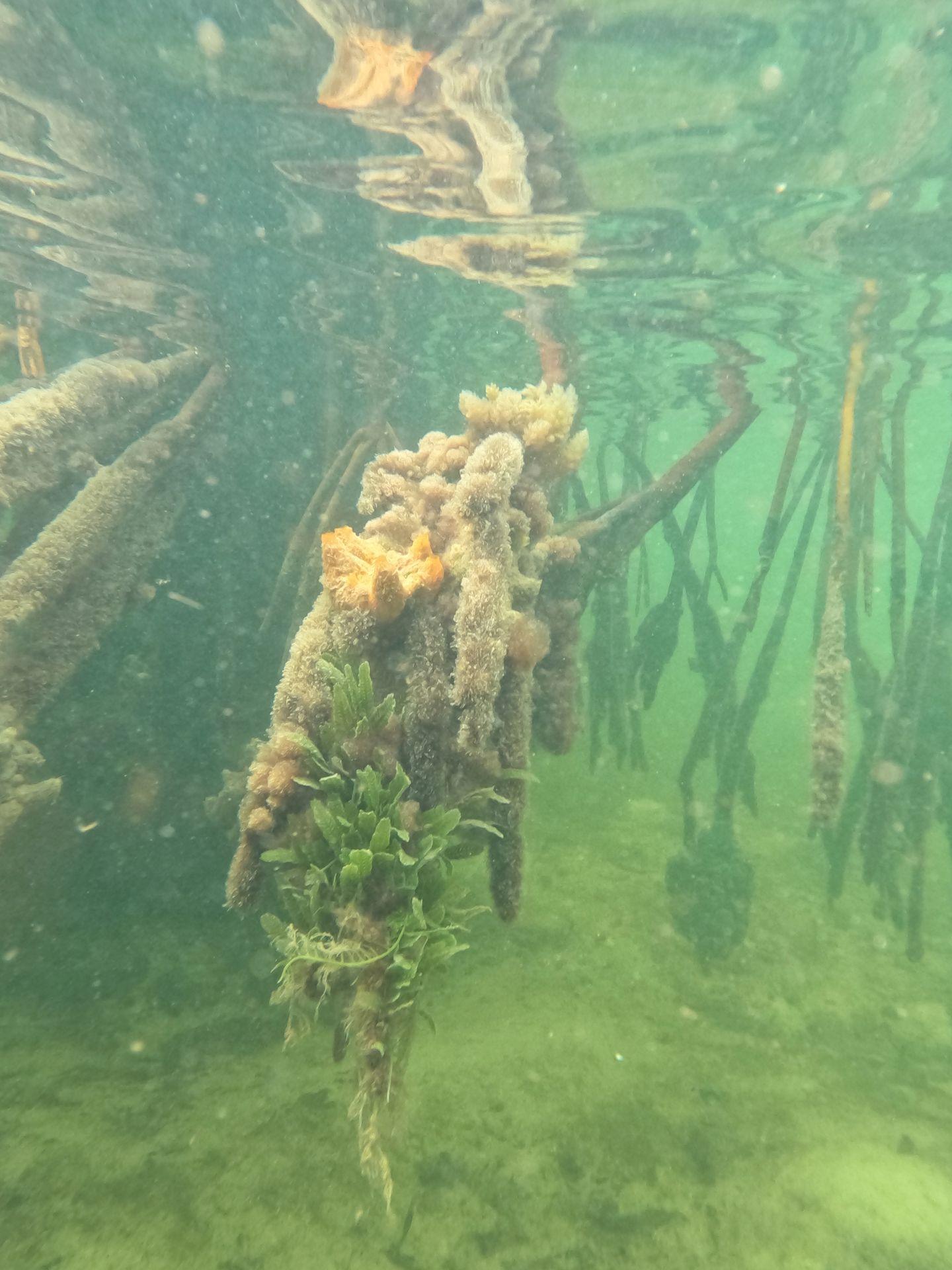An underwater photo of a mangrove root with coral and greenery growing on it