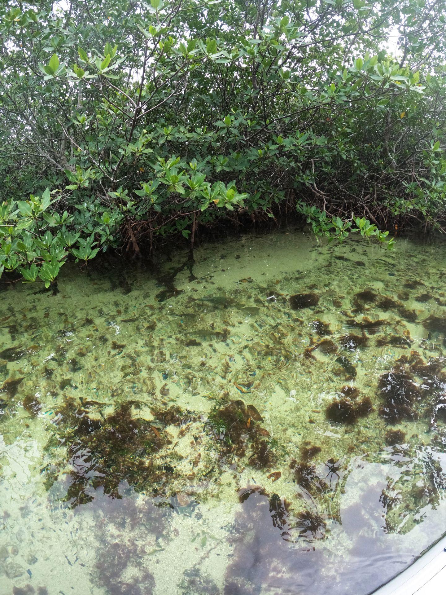 Clear and shallow water in Jones Lagoon. You can see the ocean floor and there are mangrove trees in the background.