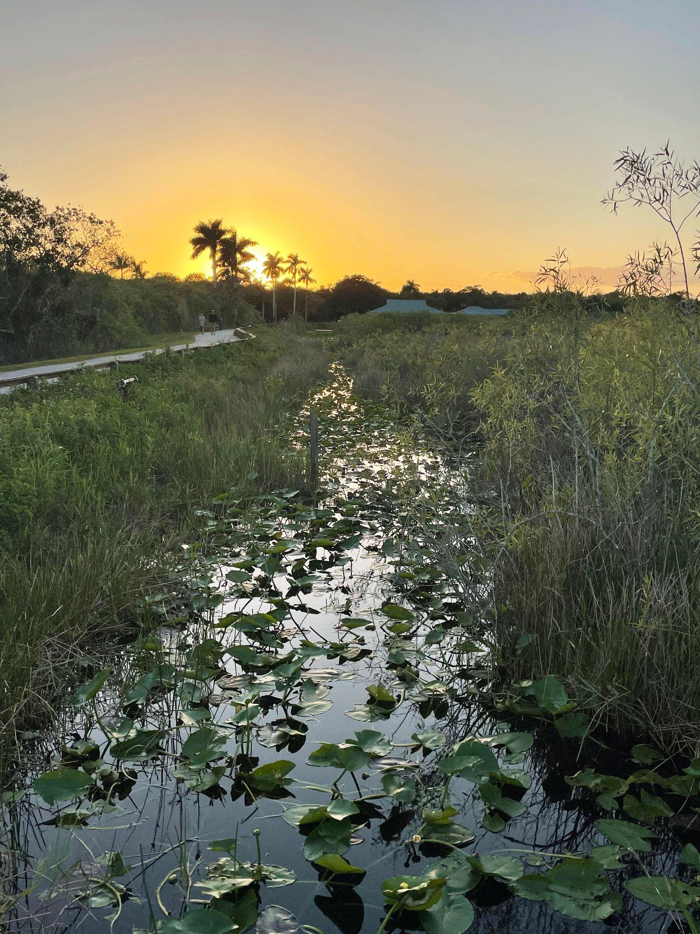 The sun setting over water and behind some palm trees on the Anhinga trail.