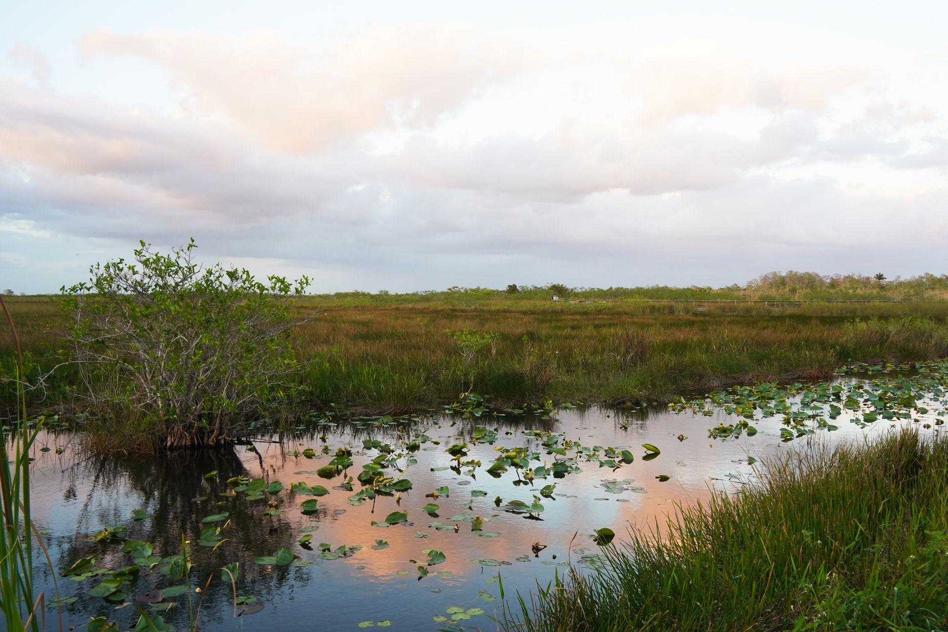 The sun setting over the Everglades grasslands and a pond on the Anhinga Trail. Orange clouds are reflecting down on the water