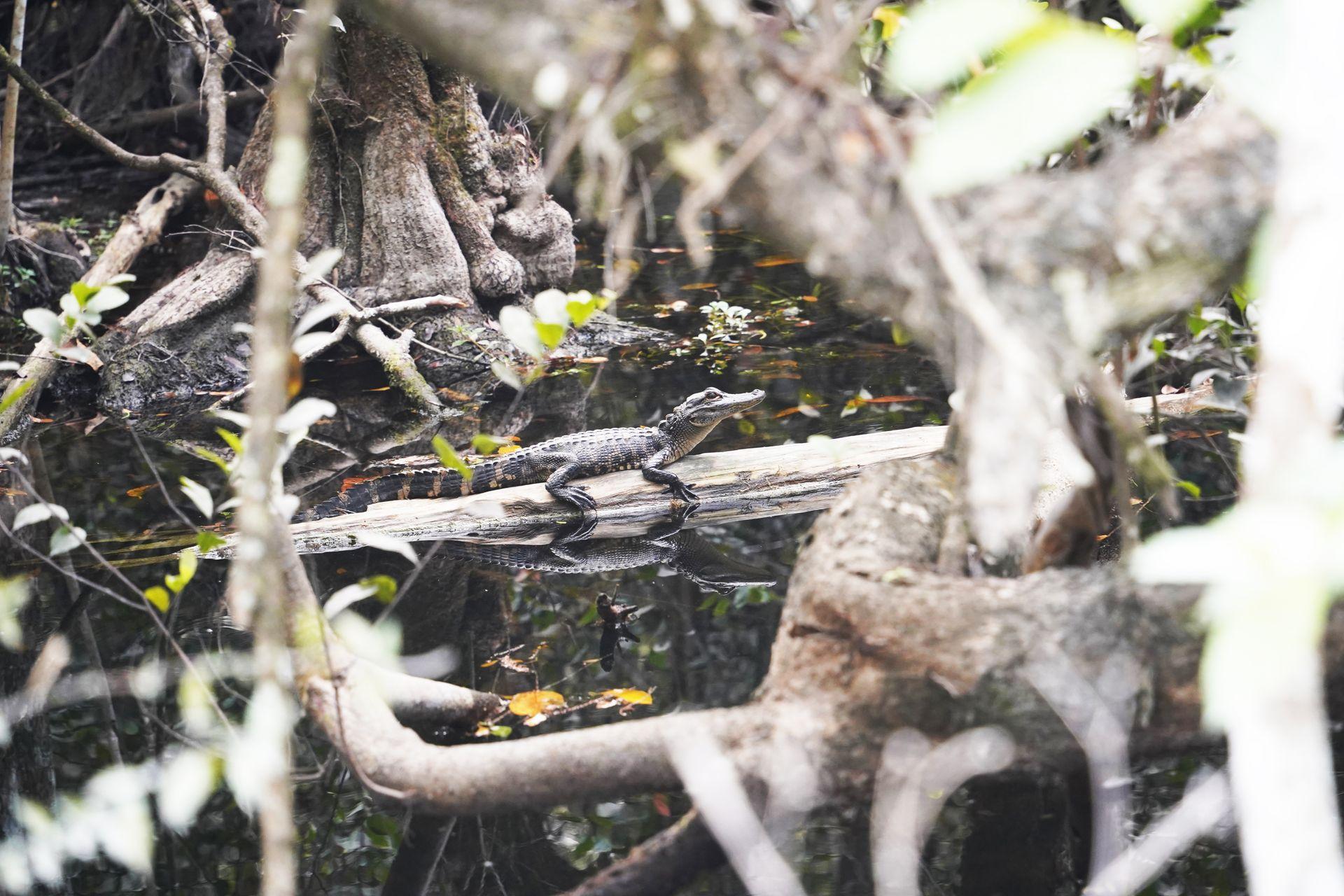 A baby alligator sits on a log that floats in the water. A view from the Scenic Loop Drive.